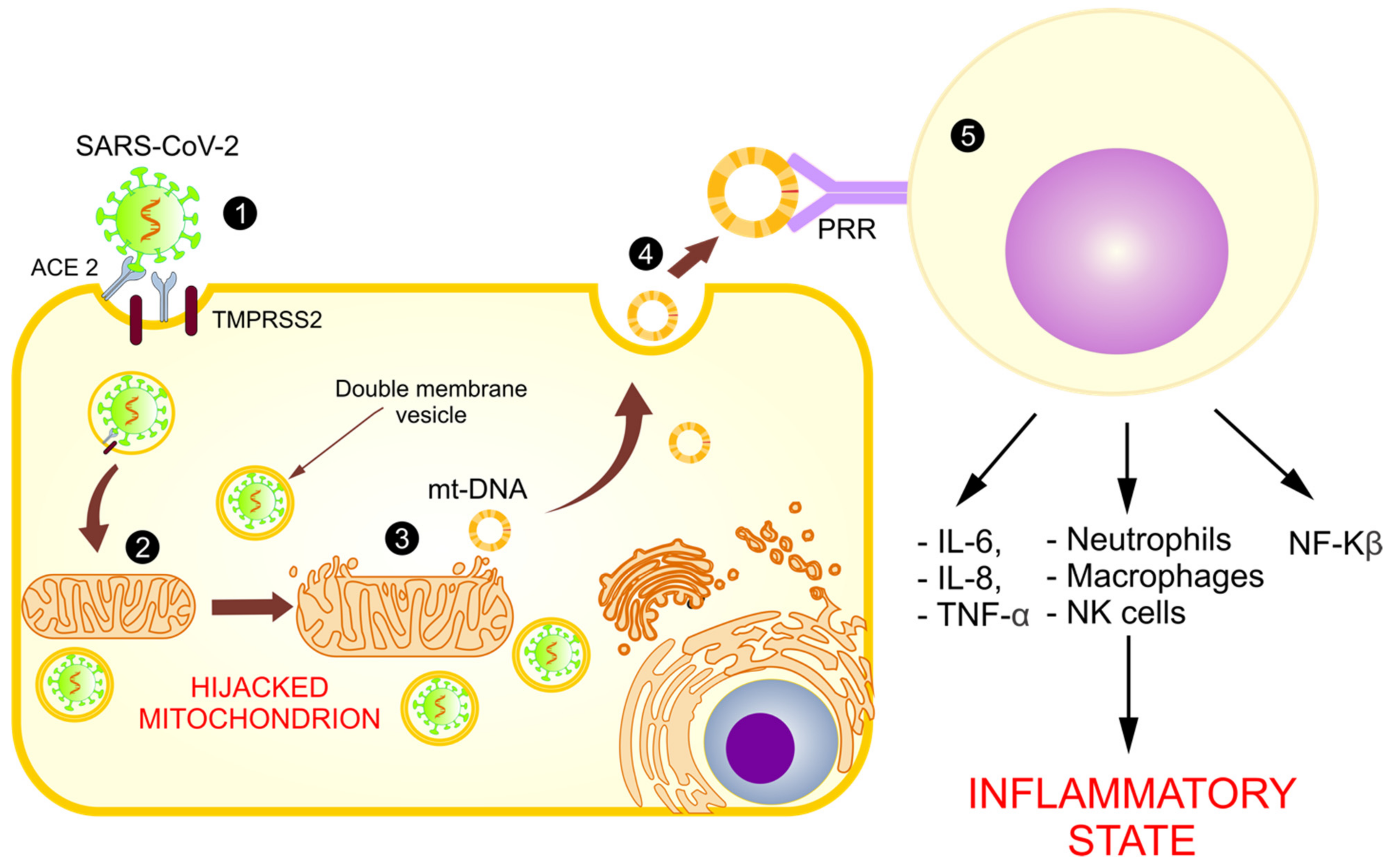 Medicina 57 00928 g004 Medicina 57 00928 g004