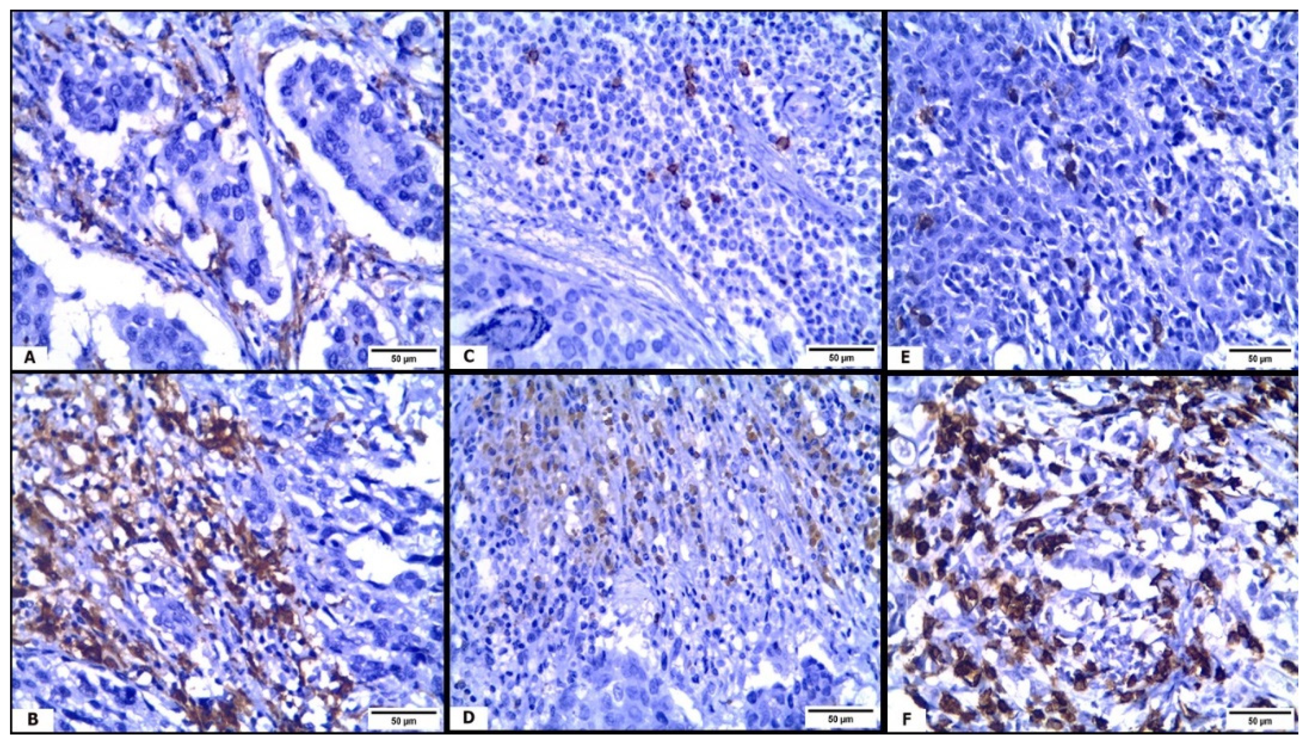 Medicina 57 00934 g002 Medicina 57 00934 g002