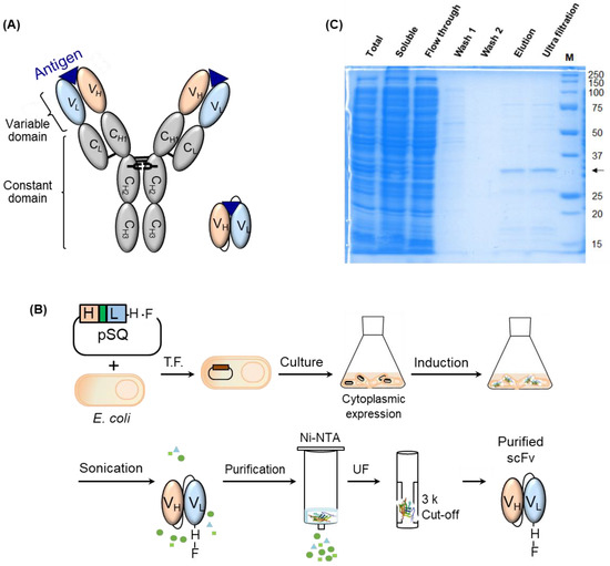 Medicina Free Full Text Production Of A Soluble Recombinant Antibody Fragment Against Mmp9 Using Escherichia Coli