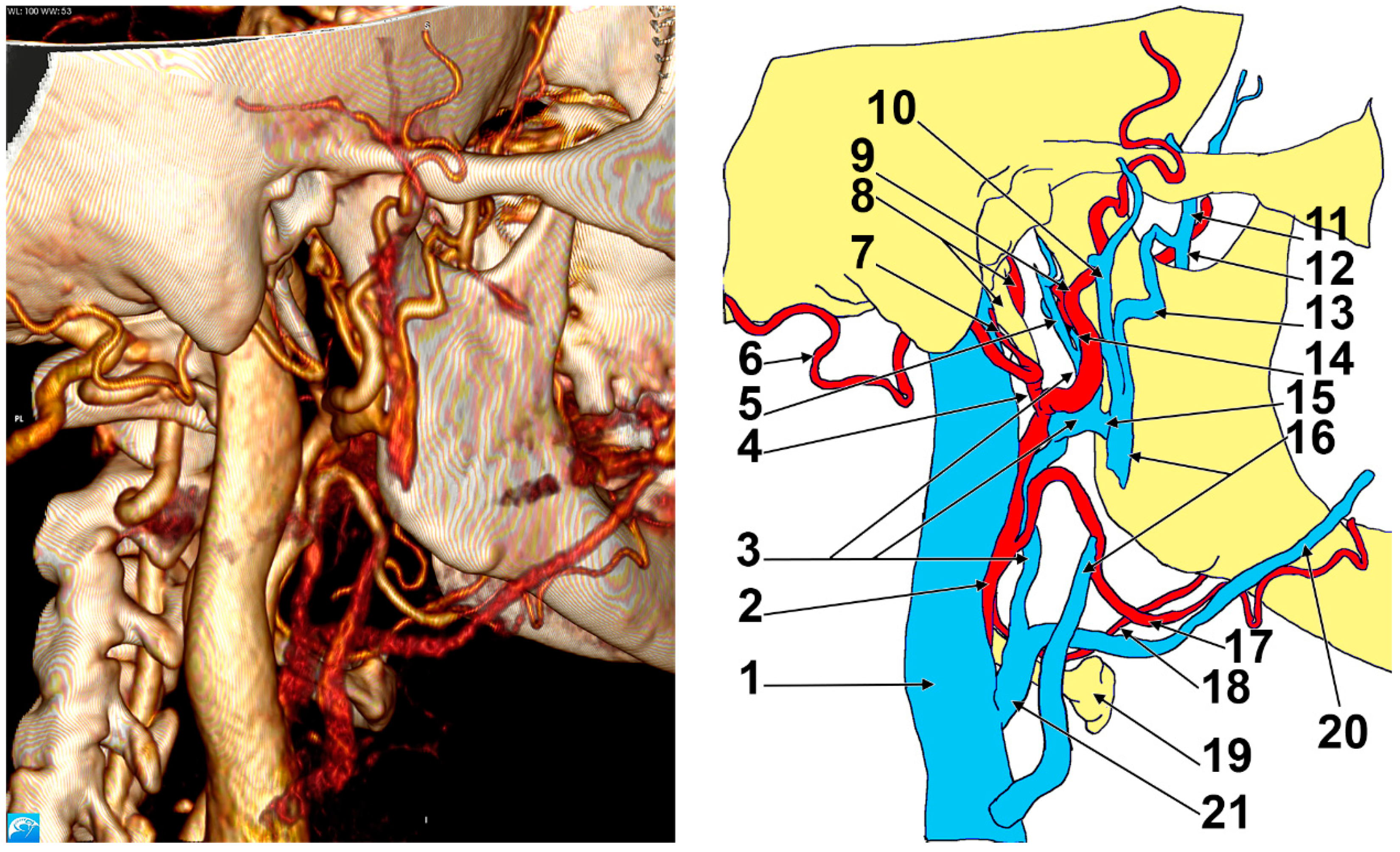 Medicina 57 00985 g003 550
