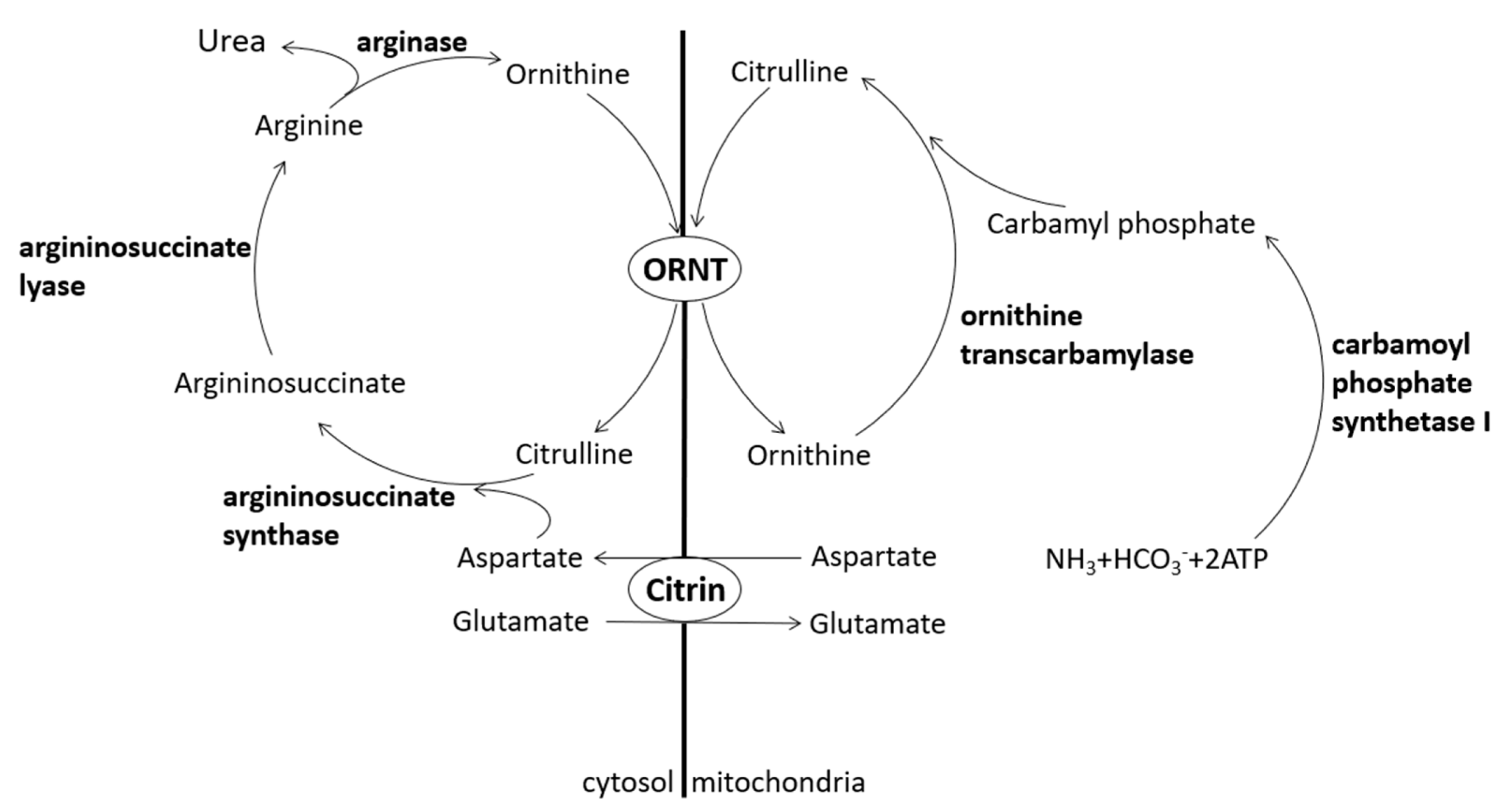 Medicina 57 01032 g001 550