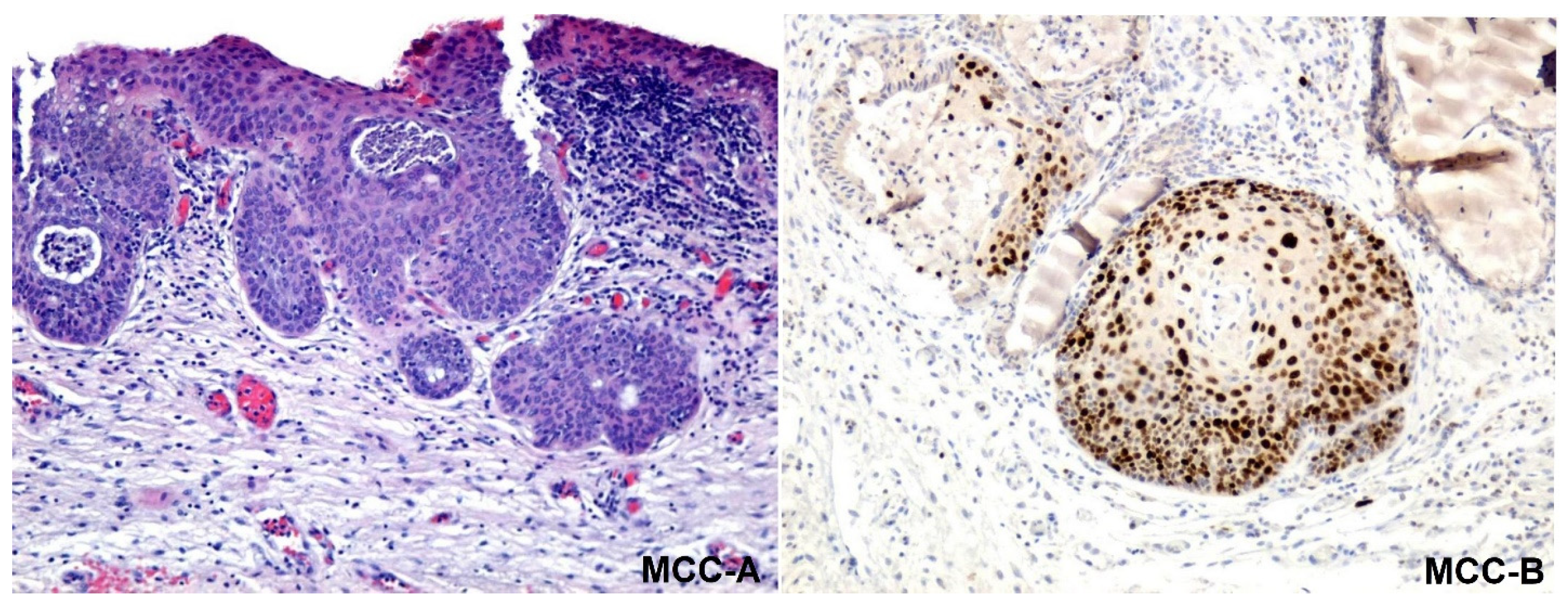 Medicina 57 01101 g009 550