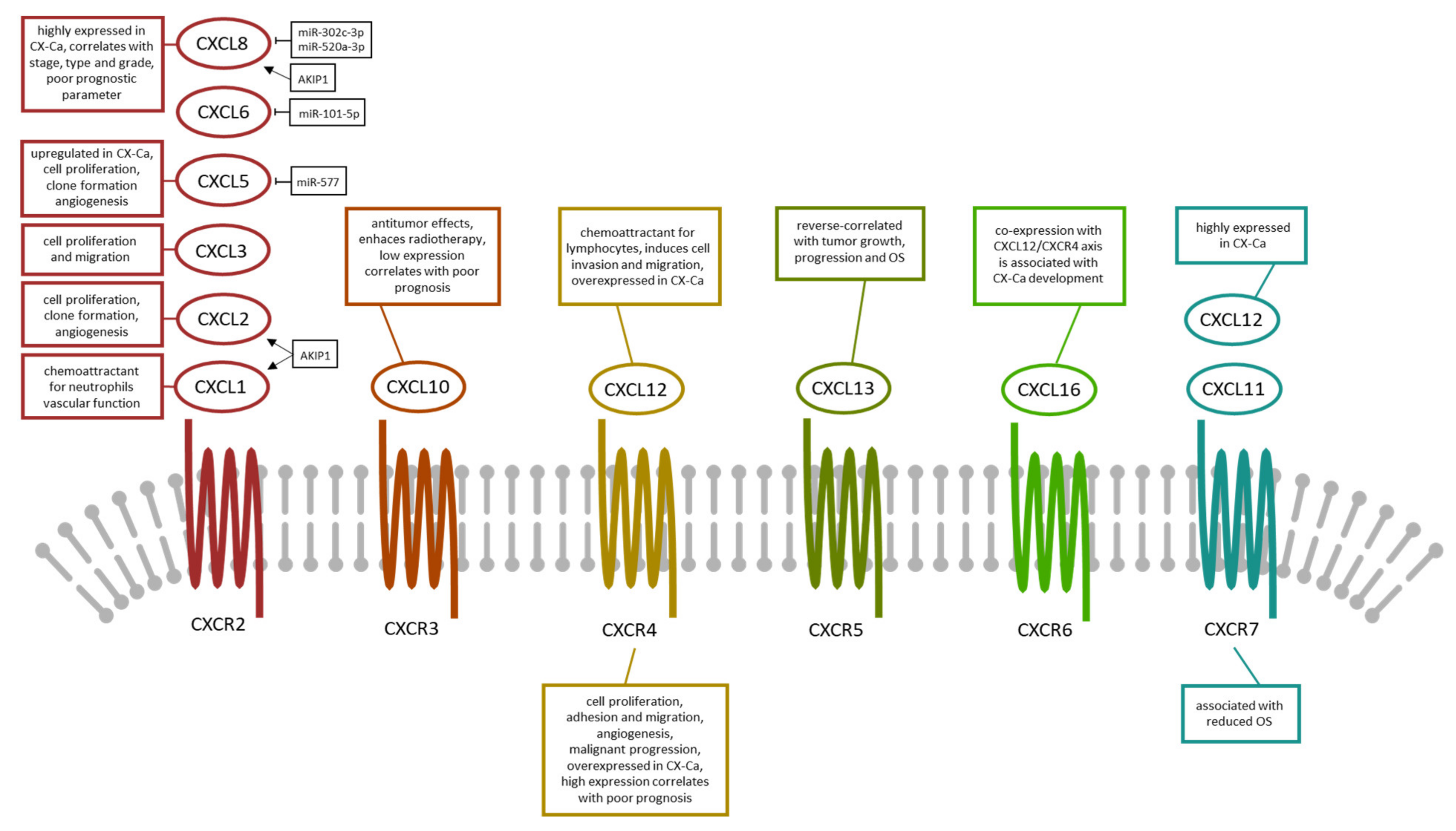 Medicina 57 01141 g002