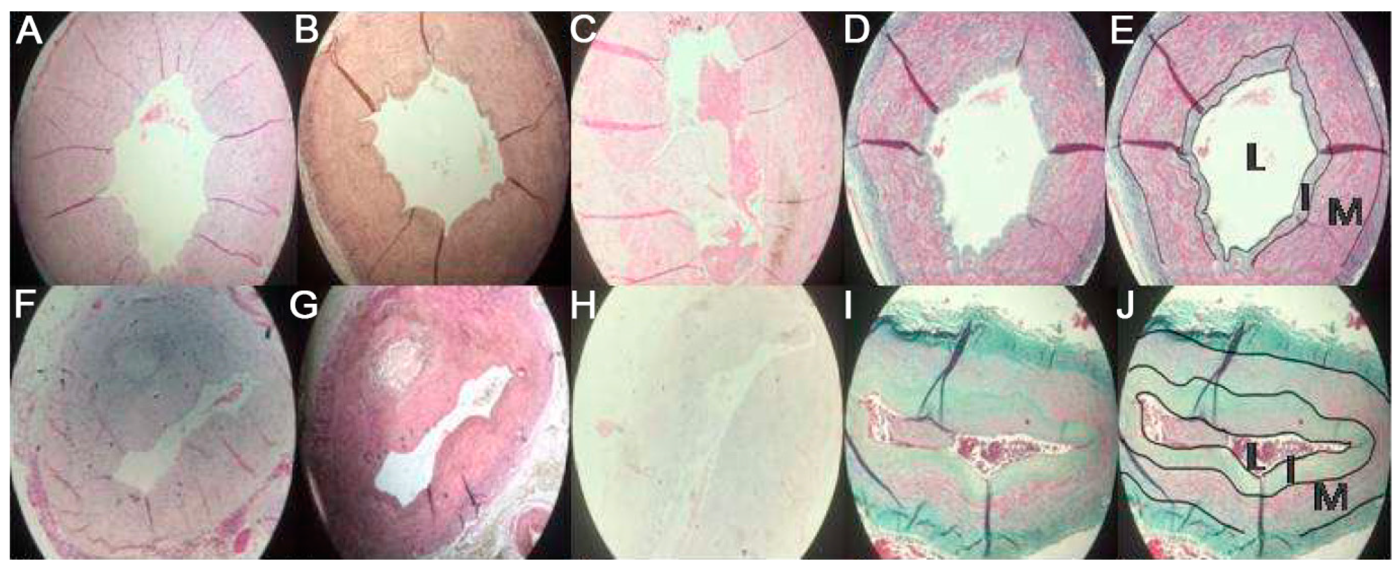 Medicina 57 01156 g002 Medicina 57 01156 g002