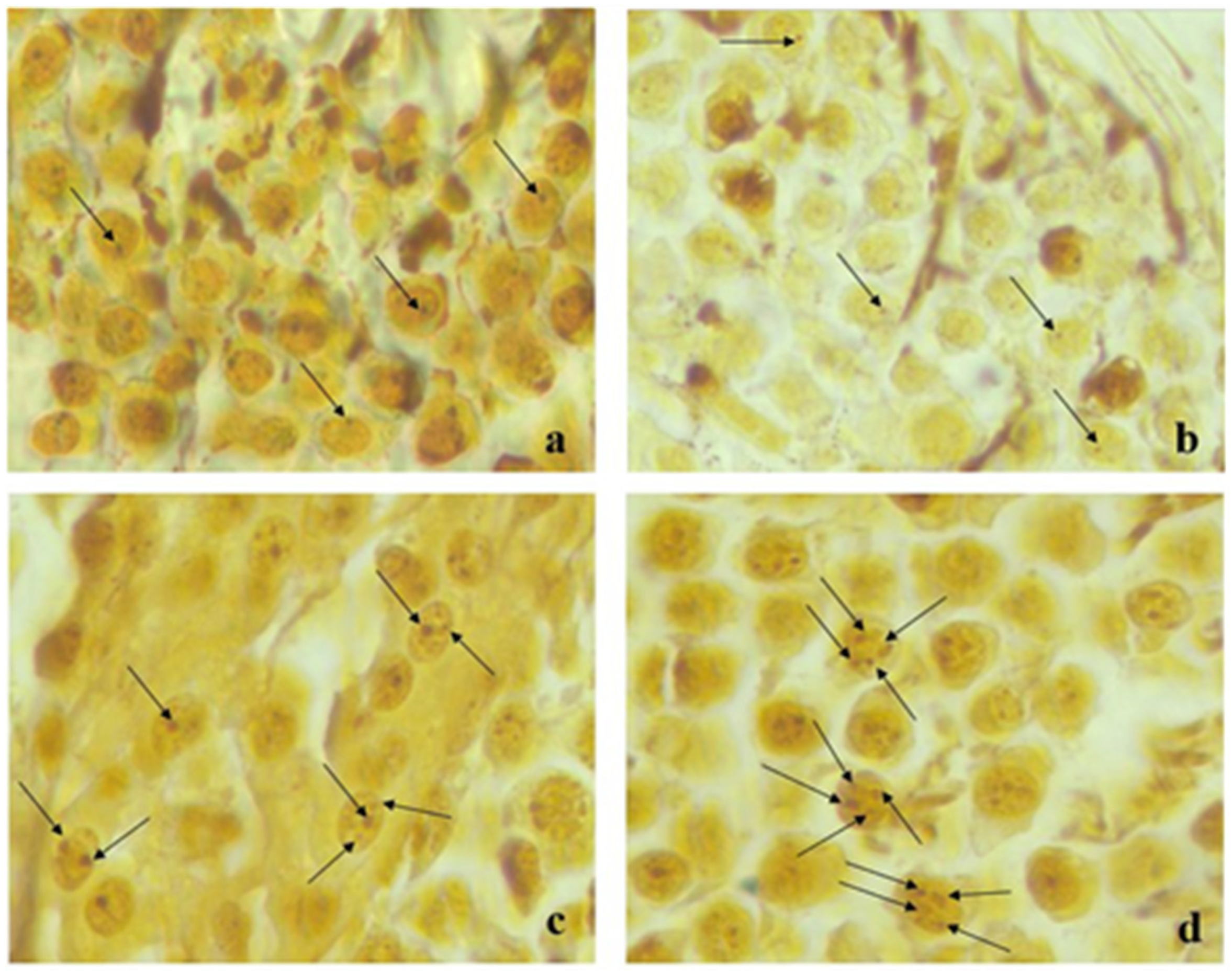 Medicina 57 01177 g004 550