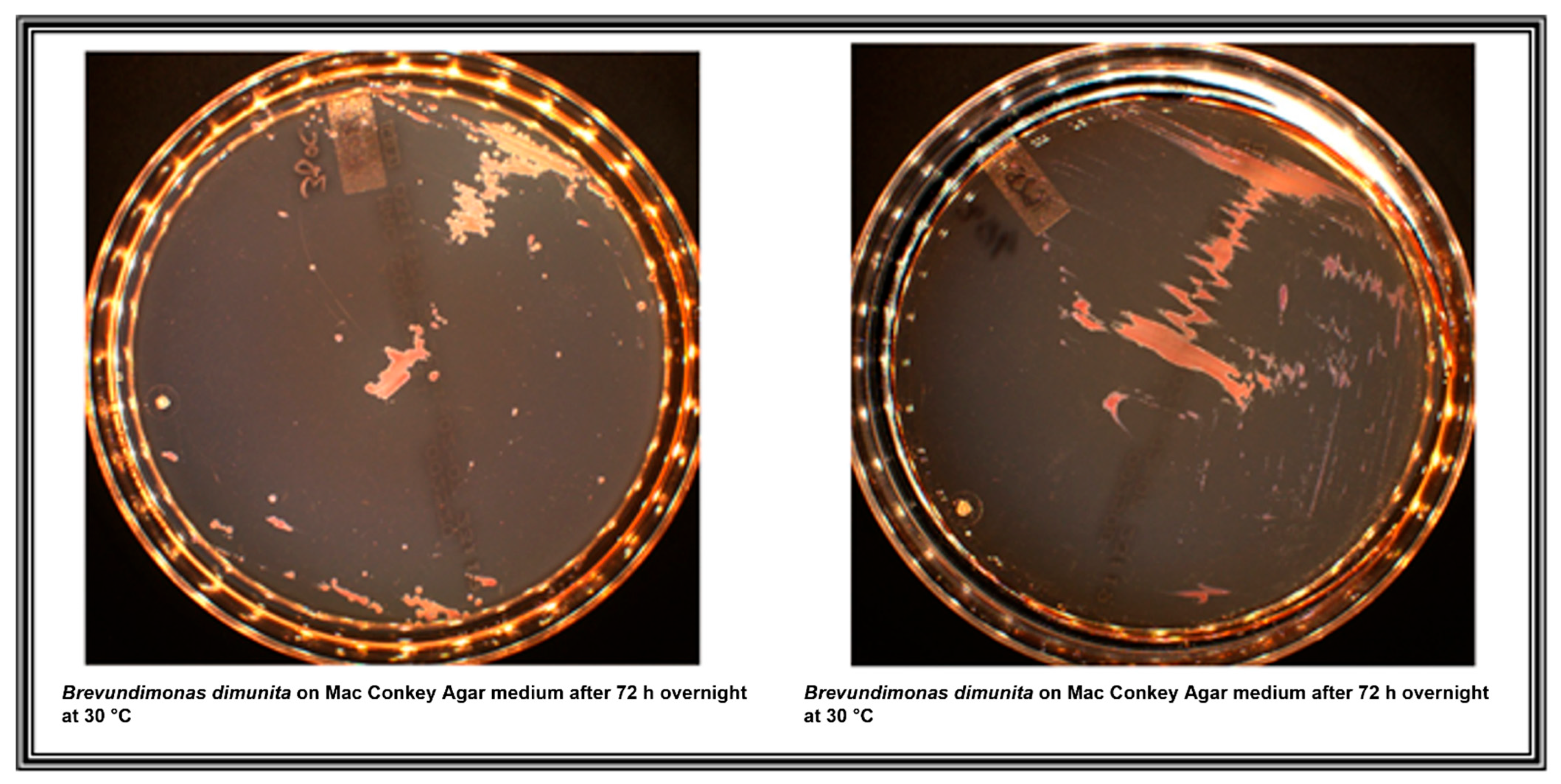 Medicina 57 01227 g001 Medicina 57 01227 g001