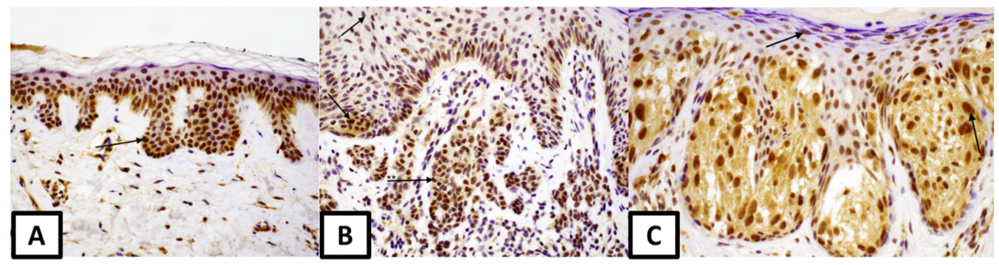 Medicina 57 01228 g002 550