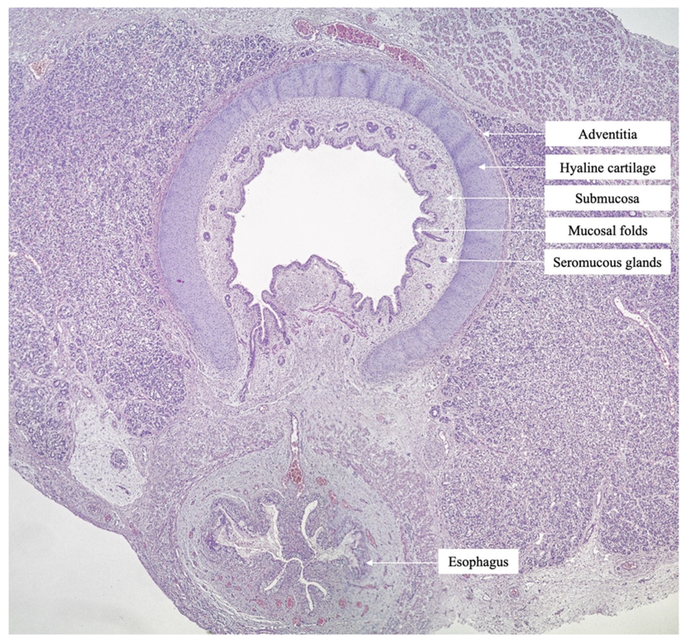 Medicina 57 01253 g006 550