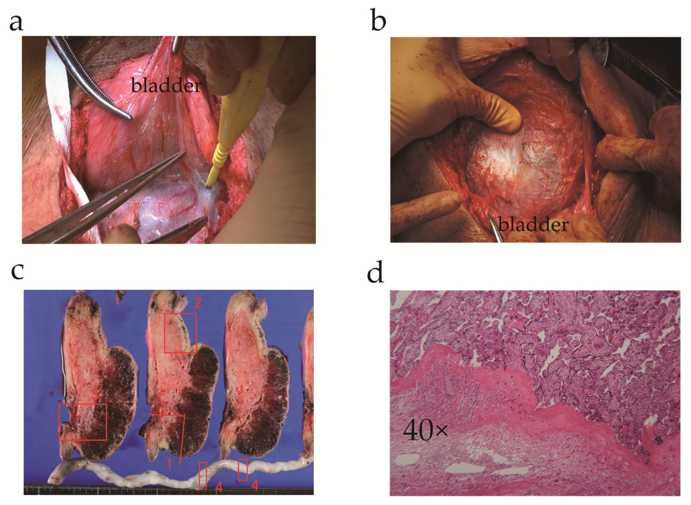 Medicina 57 01294 g002 Medicina 57 01294 g002