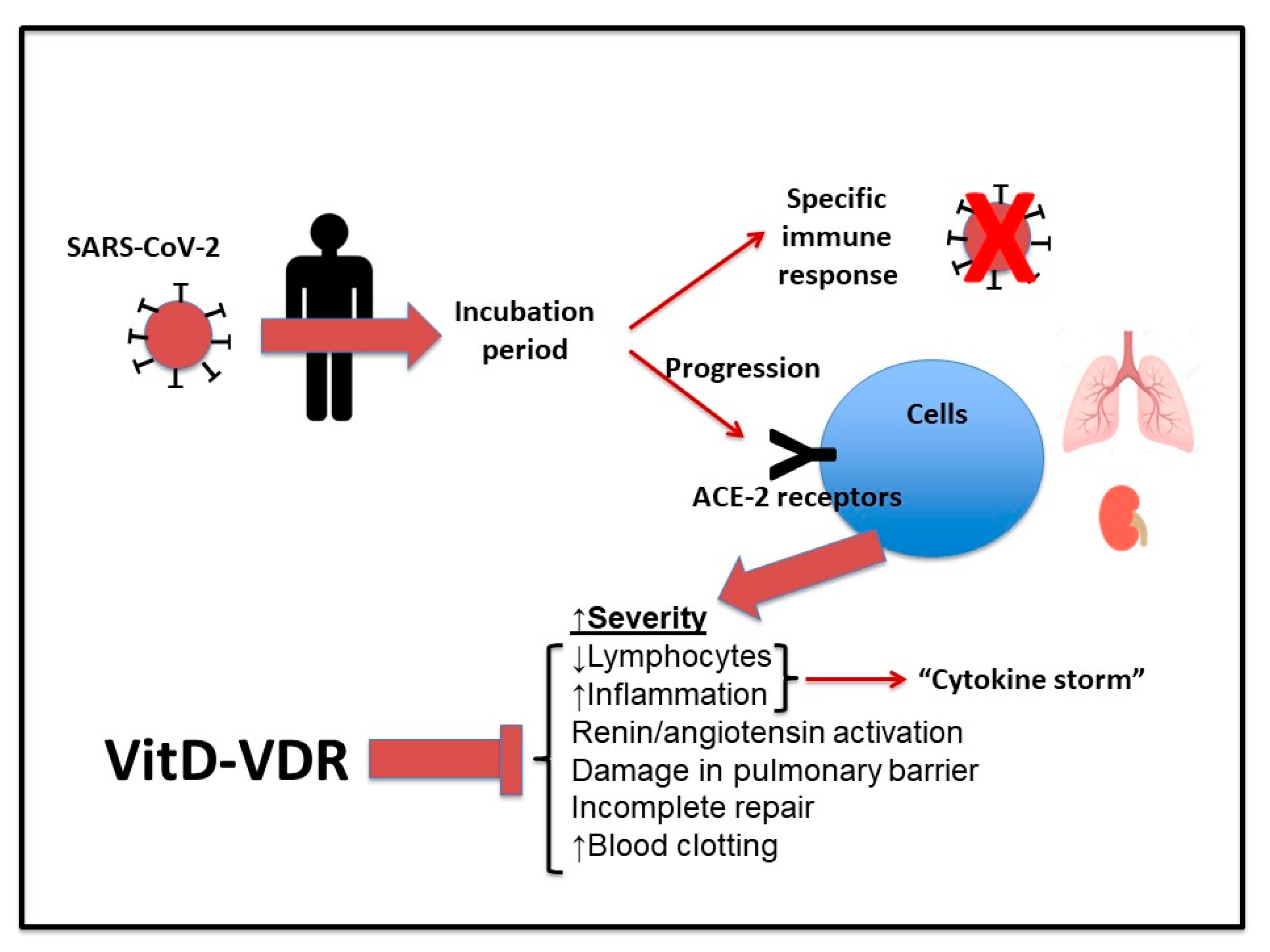 Medicina Free FullText The Immunomodulatory Function of Vitamin D