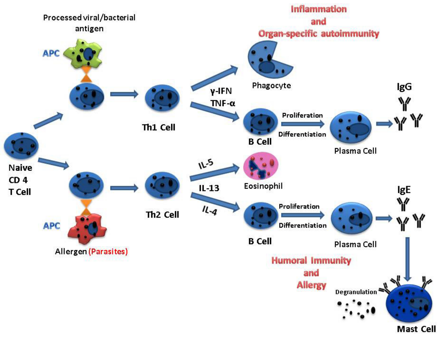 Medicina 57 01322 g003