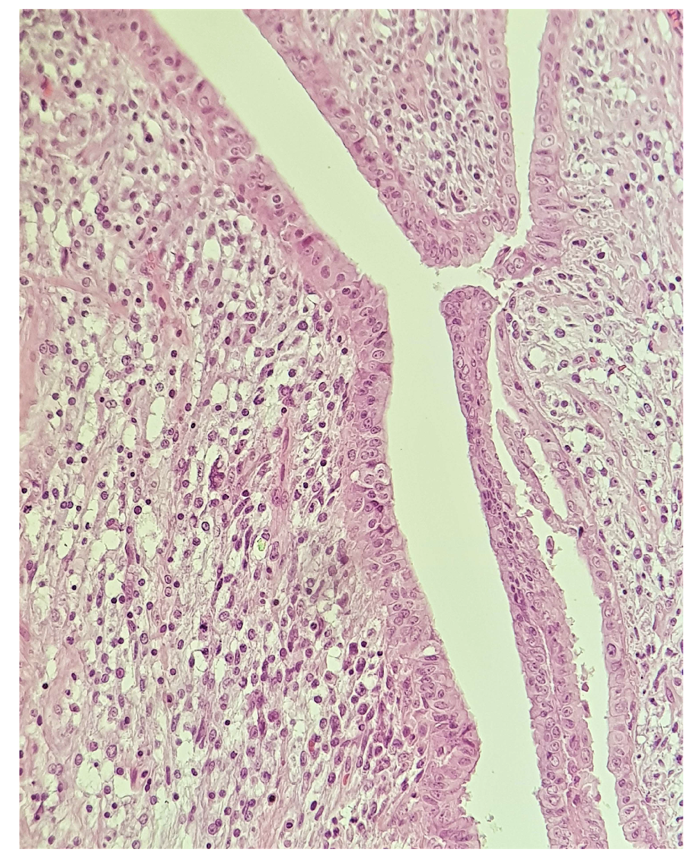 Medicina 58 00036 g002