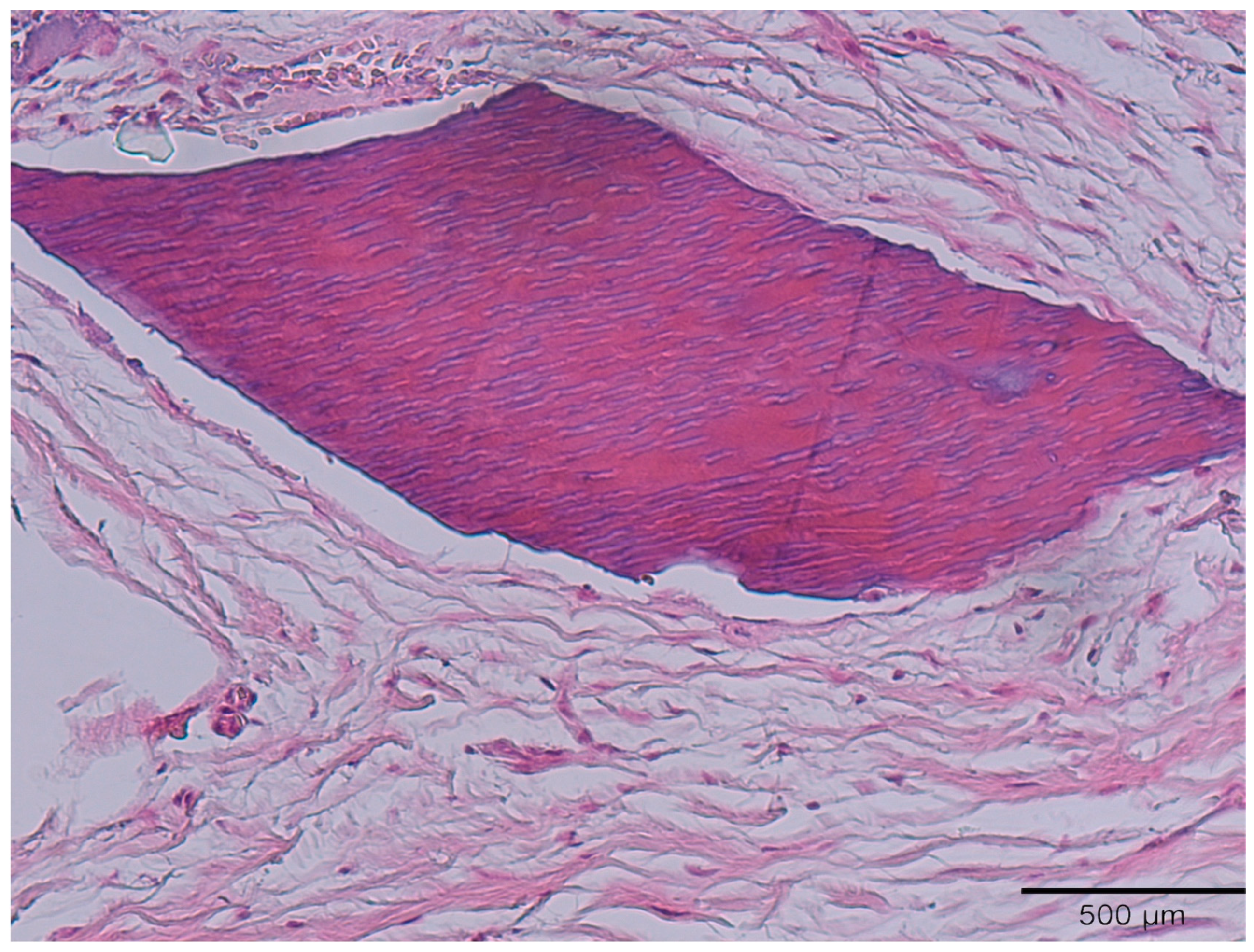 Medicina 58 00056 g004 550