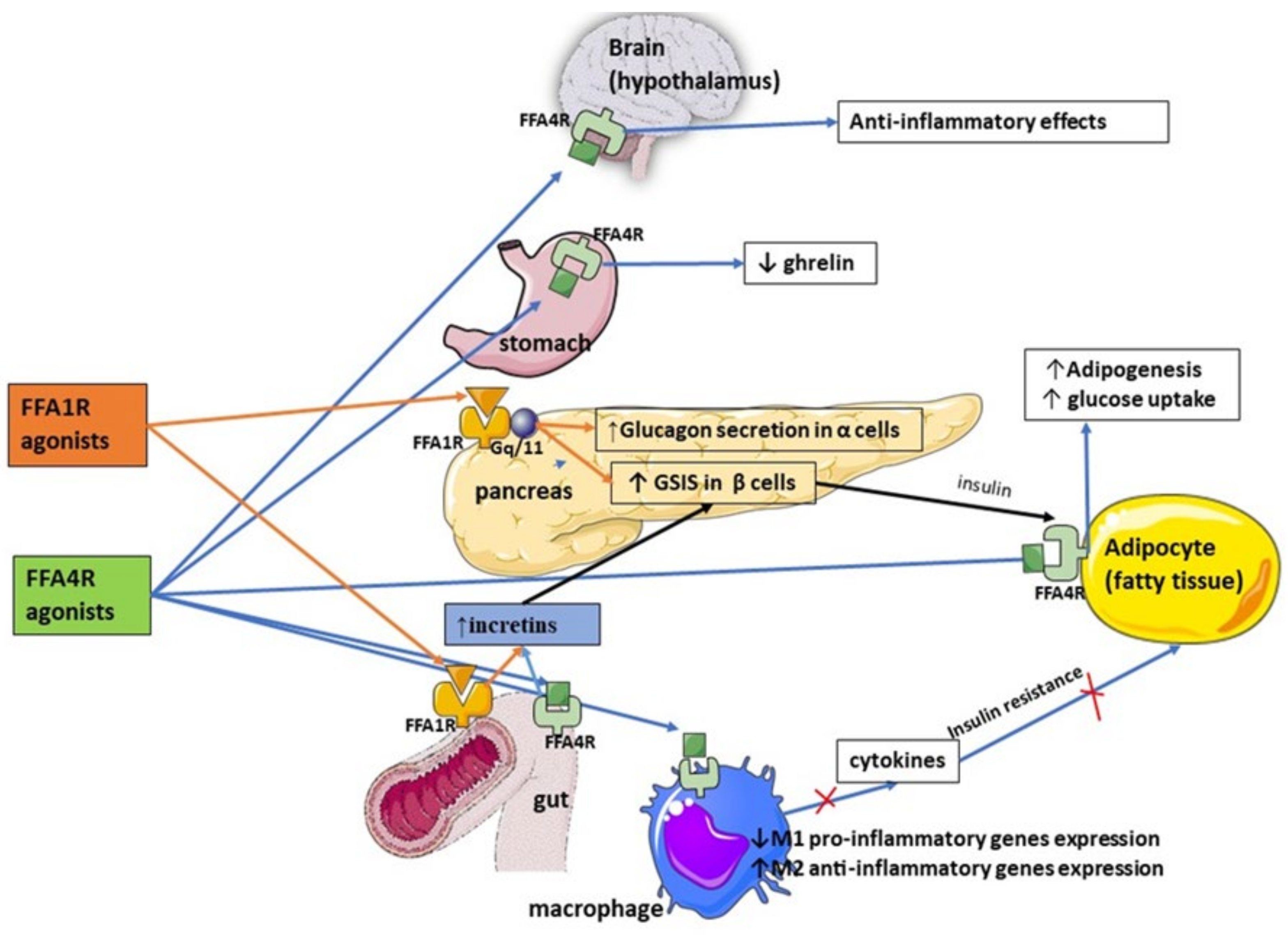 Medicina 58 00109 g001 550