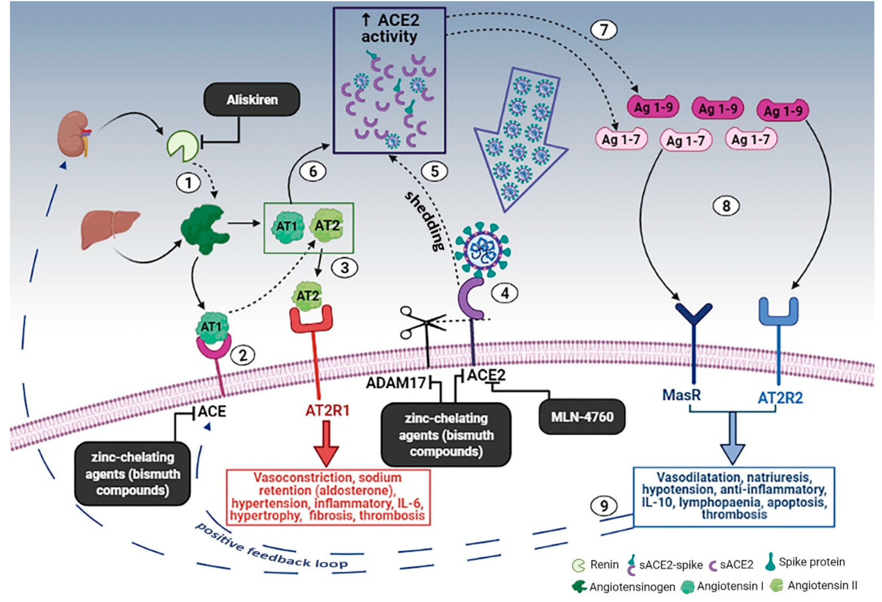 Medicina 58 00144 g001 550