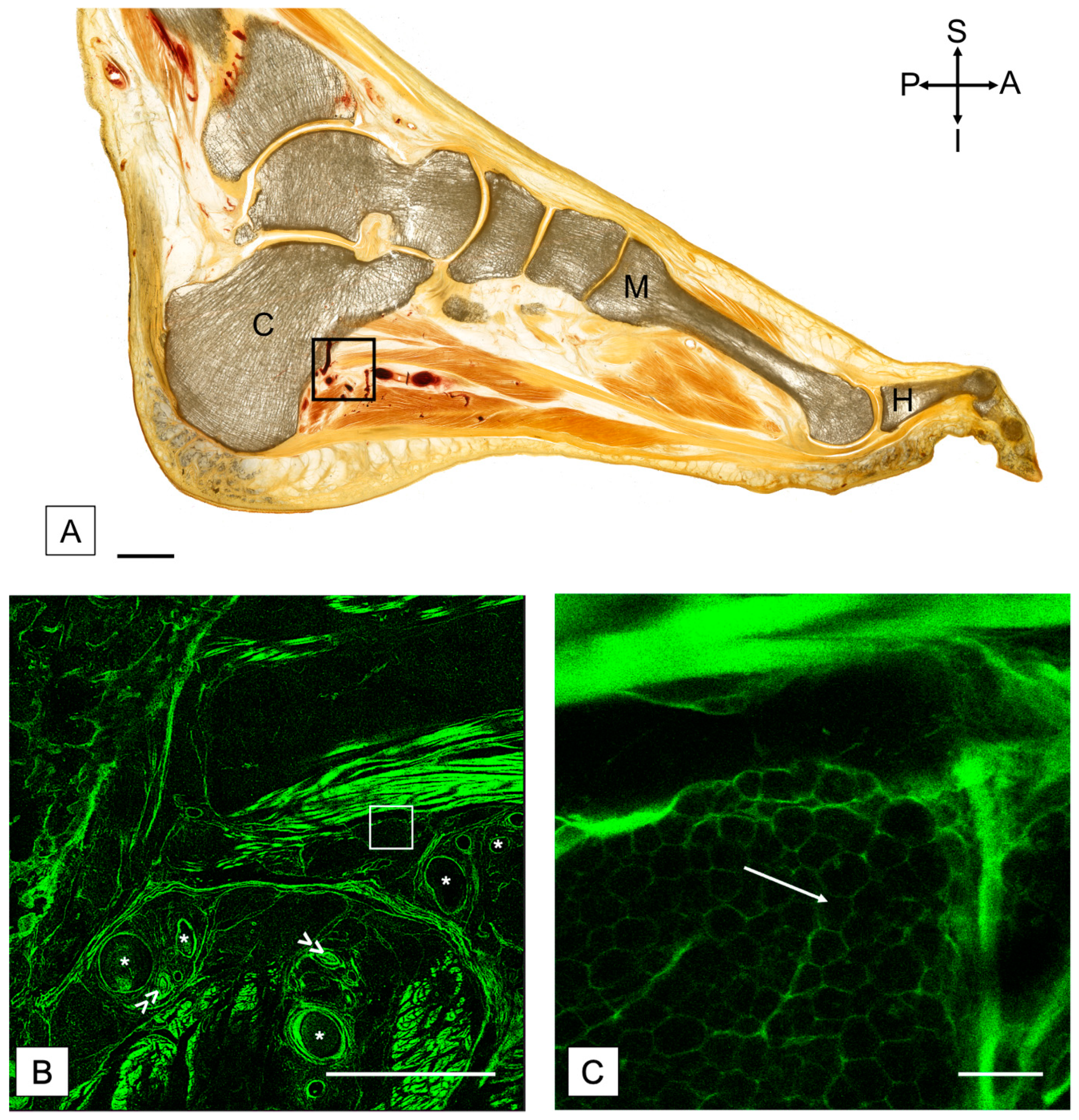 Medicina 58 00154 g002 550