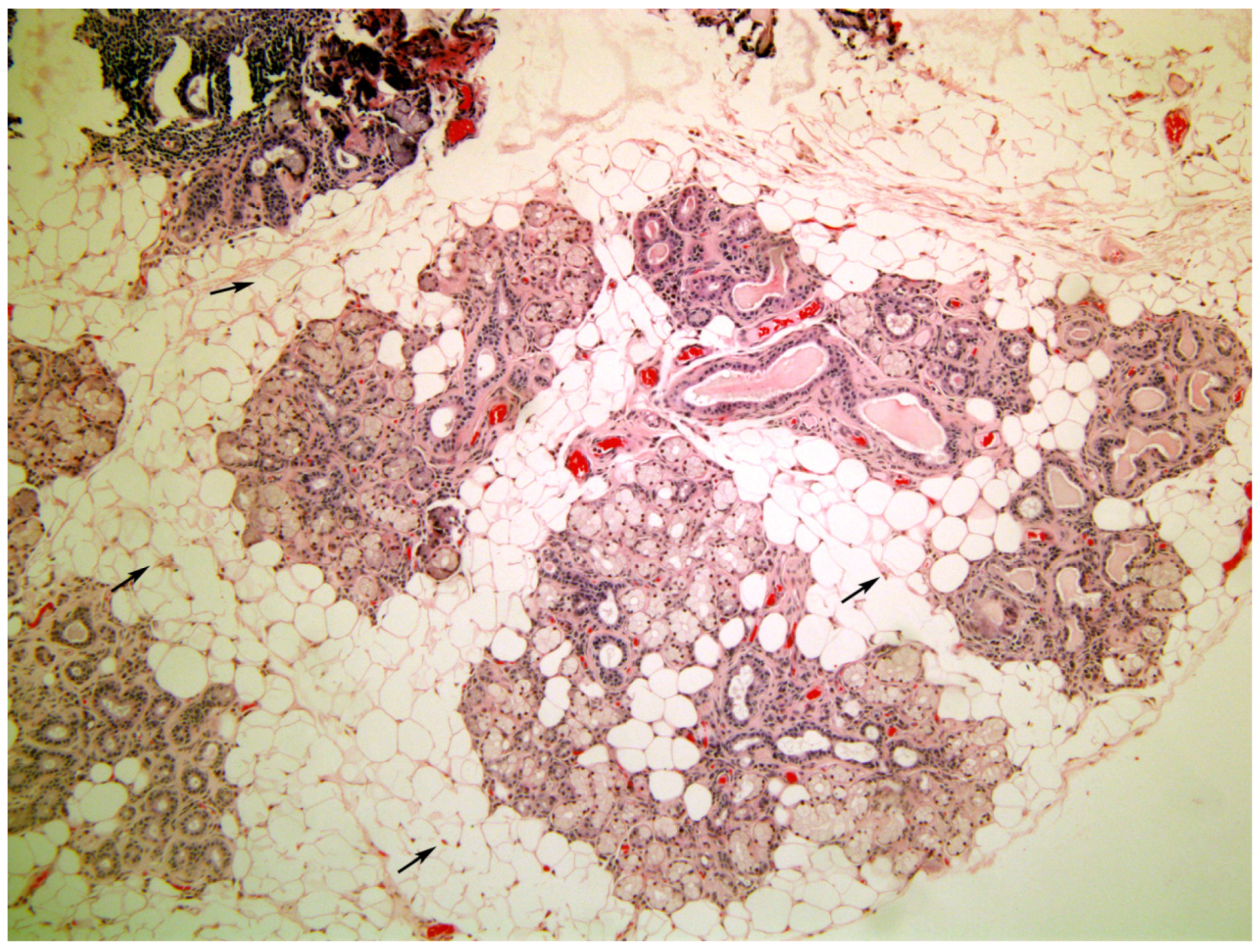 Medicina 58 00175 g005 550