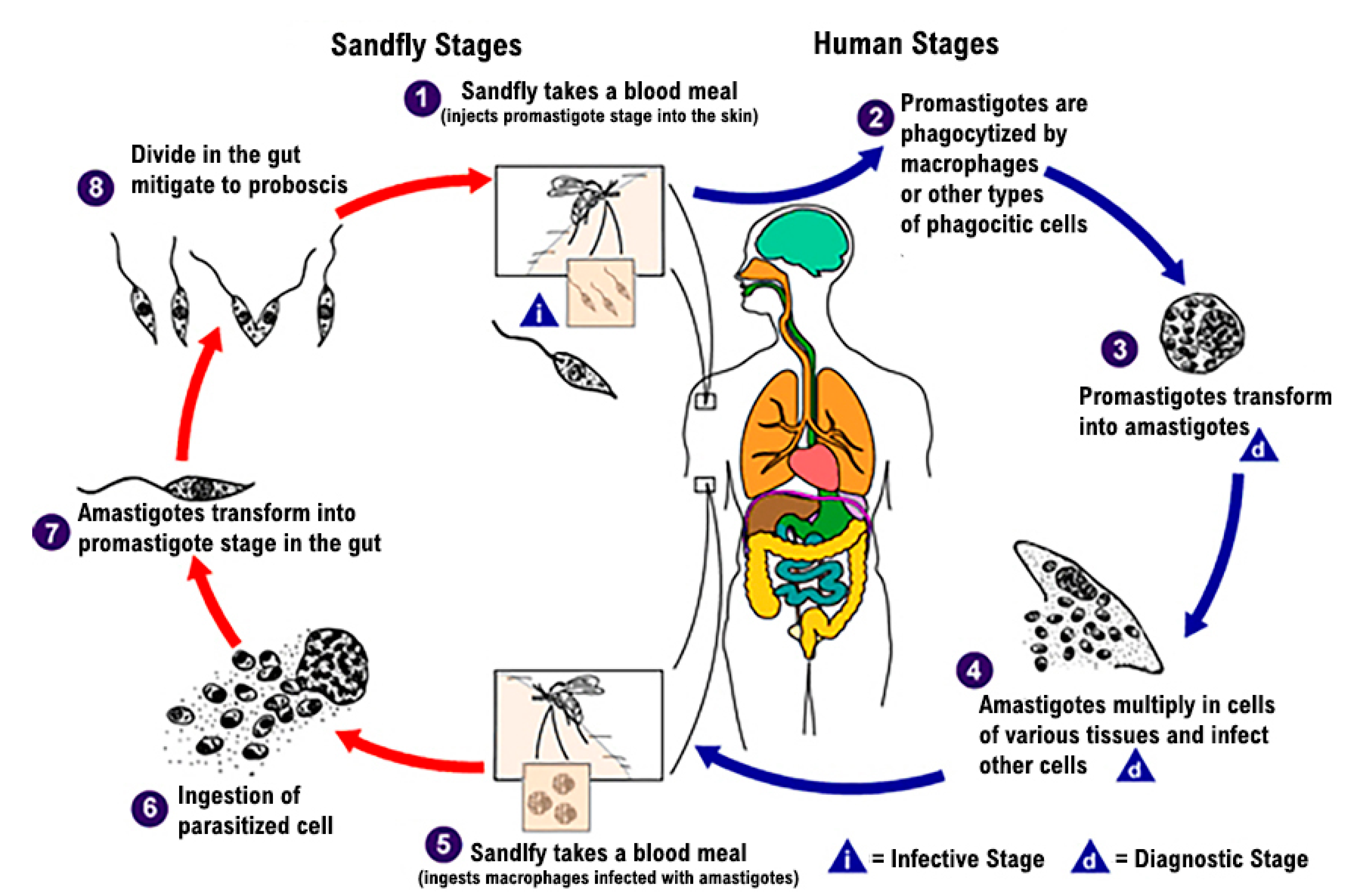 Medicina | Free Full-Text | Splenectomy for Visceral Leishmaniasis Out of  an Endemic Region: A Case Report and Literature Review