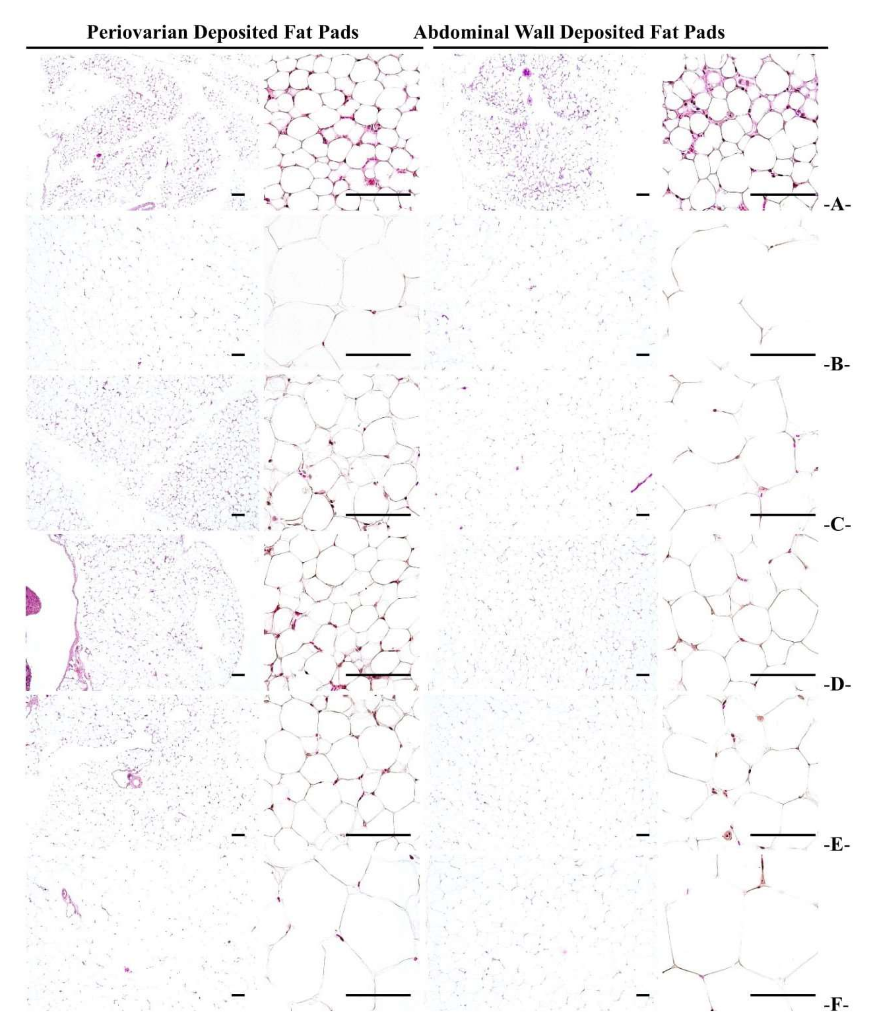 Medicina 58 00189 g006 Medicina 58 00189 g006