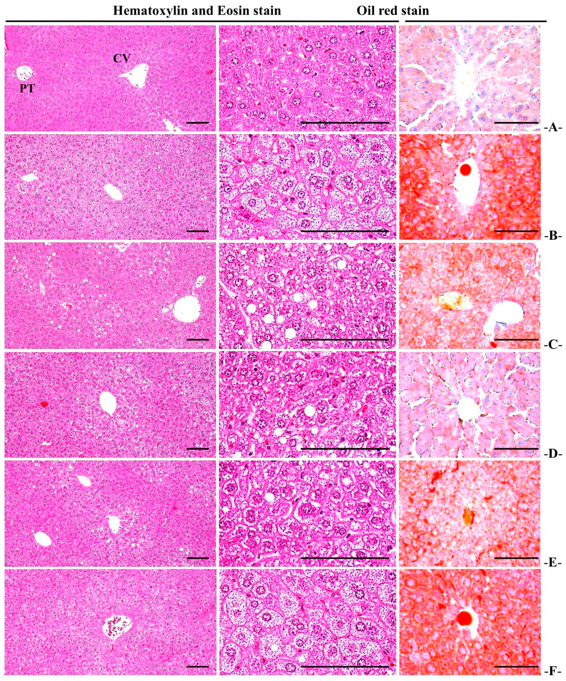 Medicina 58 00189 g011 Medicina 58 00189 g011