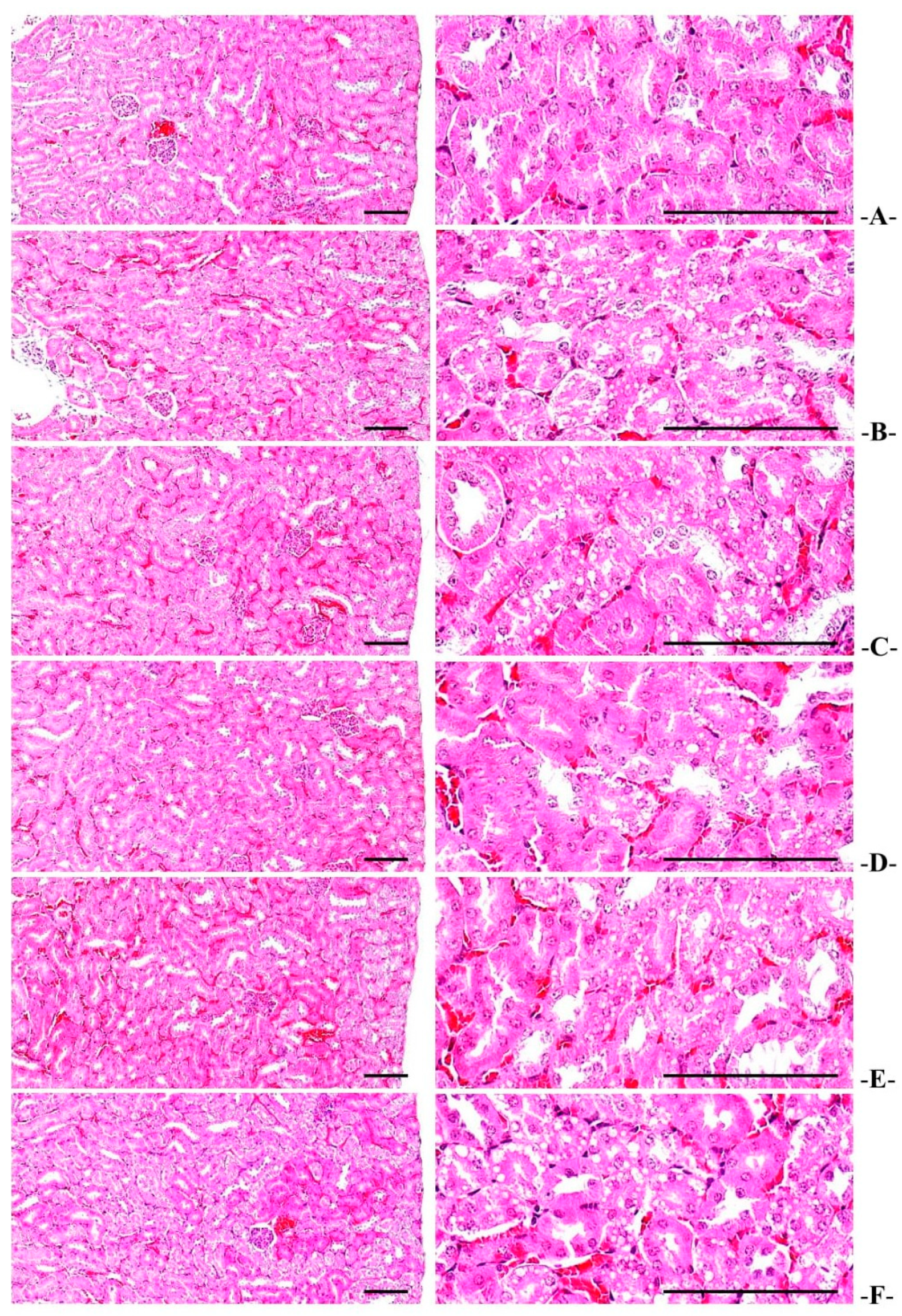 Medicina 58 00189 g012 Medicina 58 00189 g012