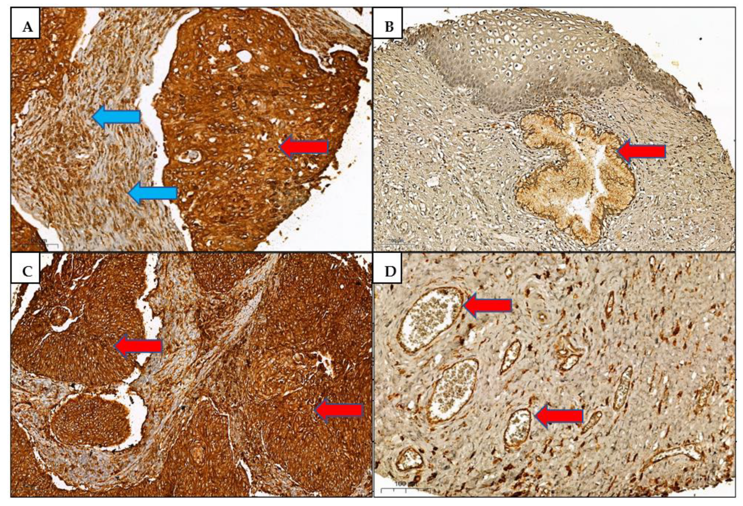 Medicina 58 00190 g003 550