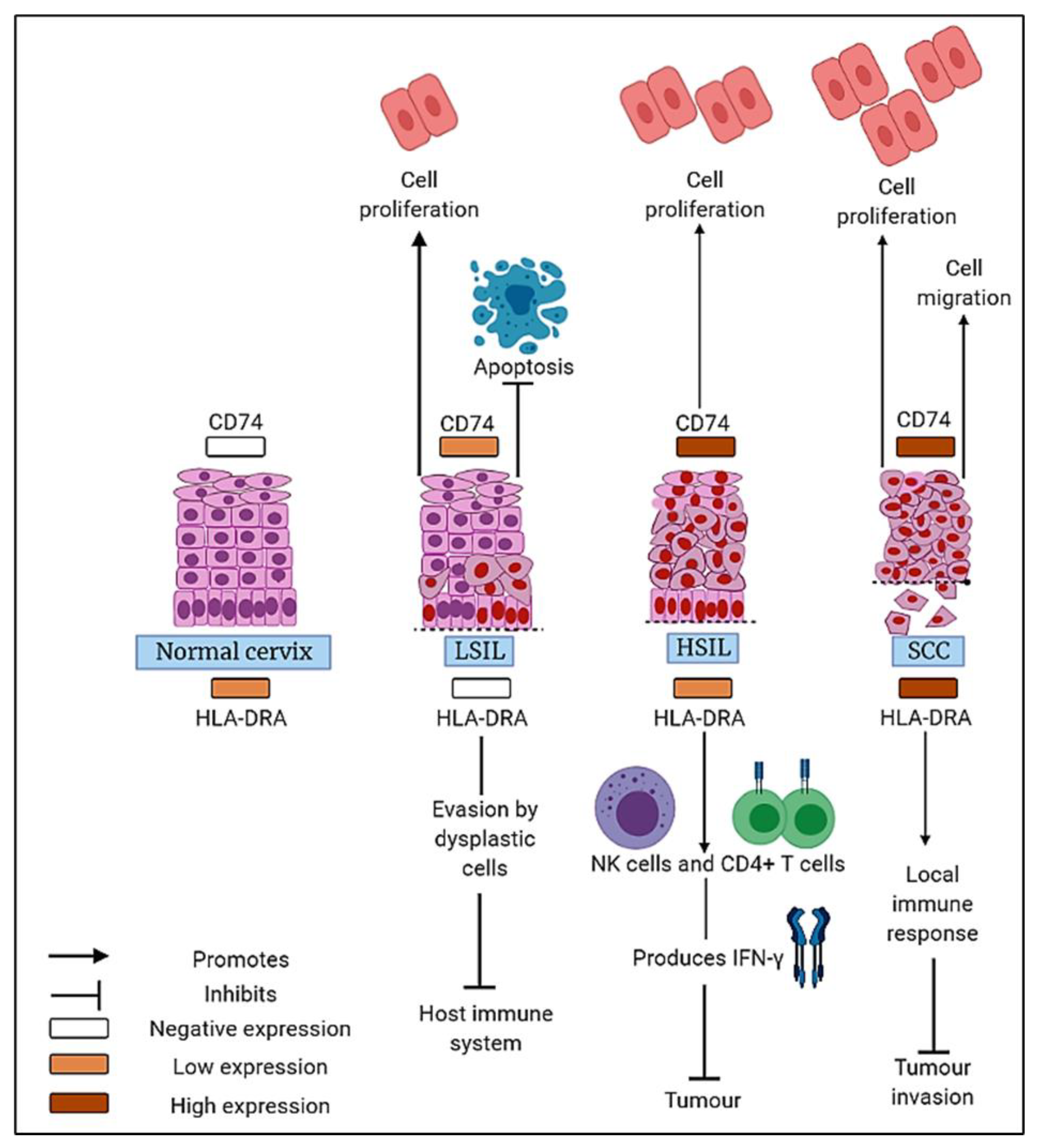 Medicina 58 00190 g004 550