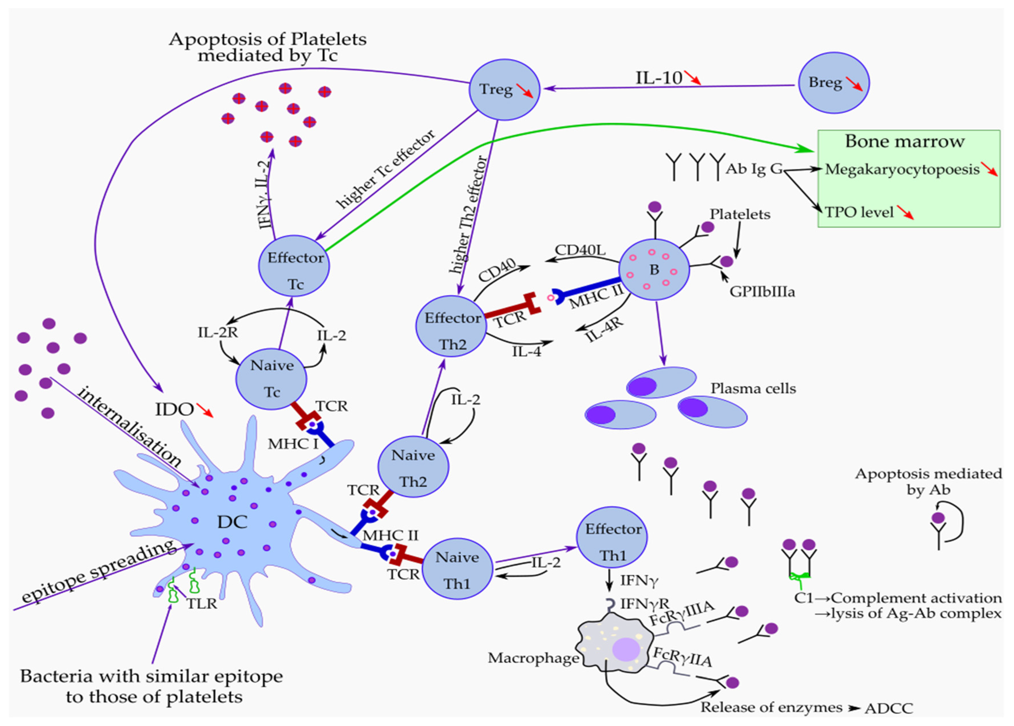 Medicina 58 00211 g001 Medicina 58 00211 g001