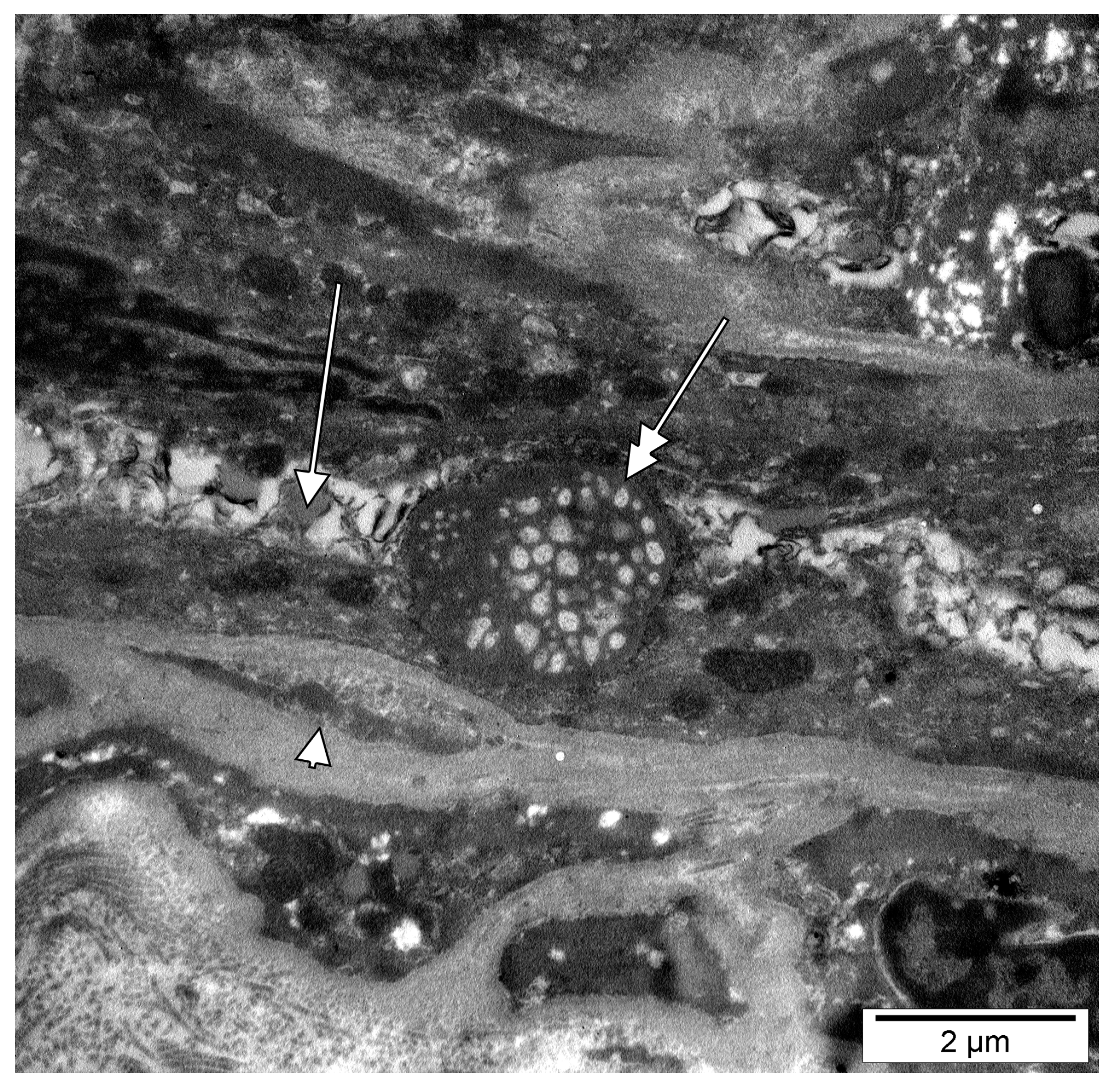 Medicina 58 00260 g004 Medicina 58 00260 g004
