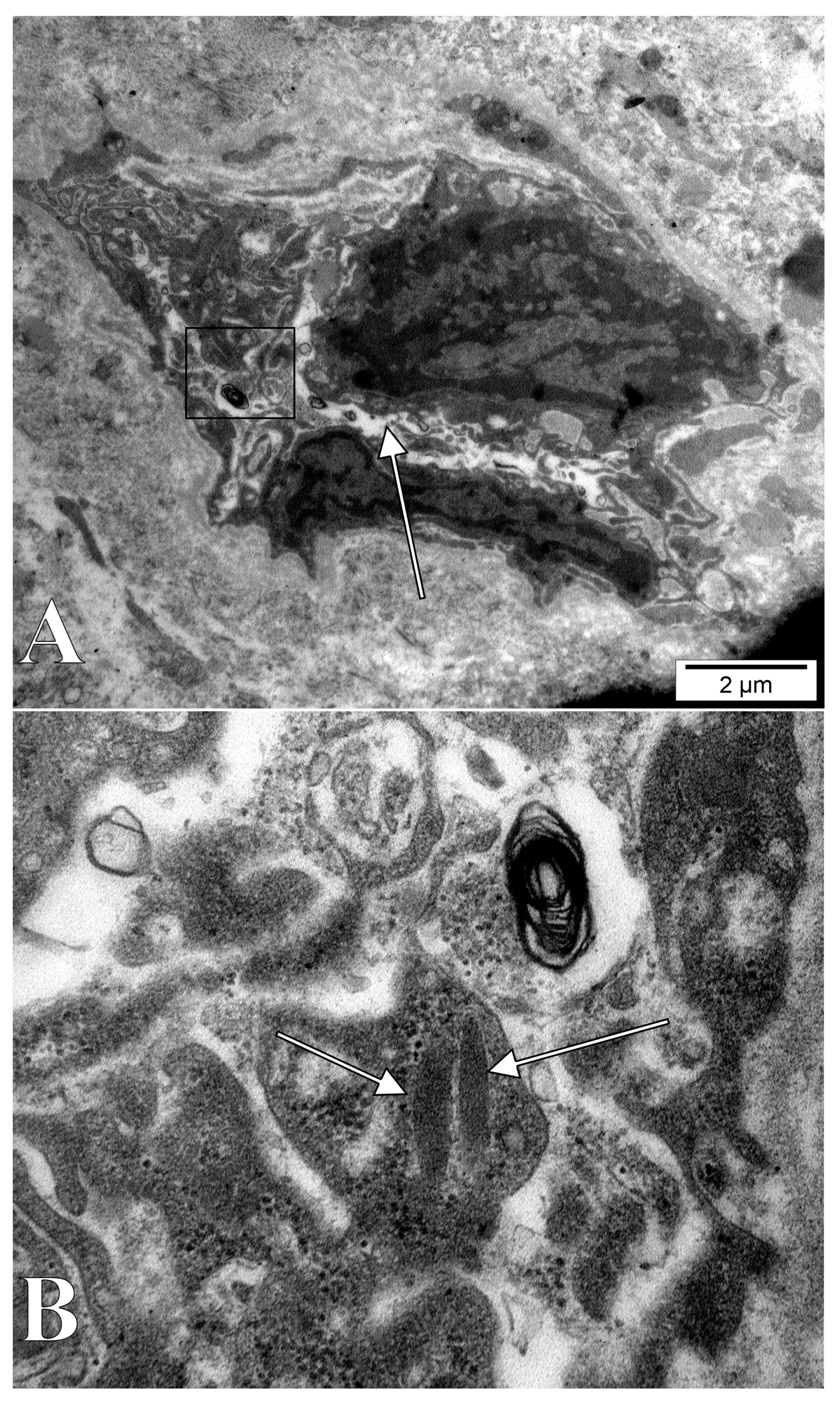 Medicina 58 00260 g005 Medicina 58 00260 g005