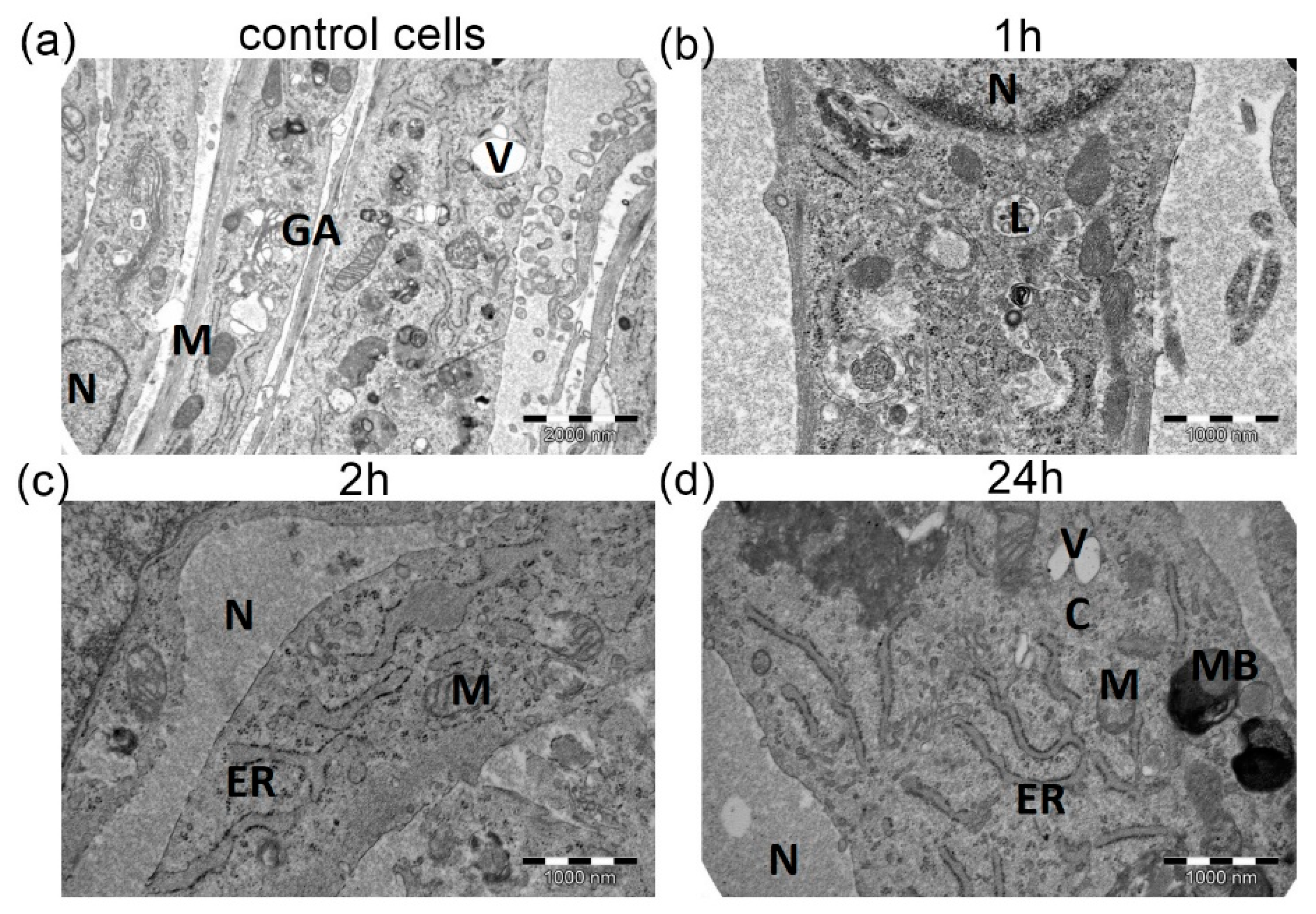 Medicina 58 00280 g002 Medicina 58 00280 g002