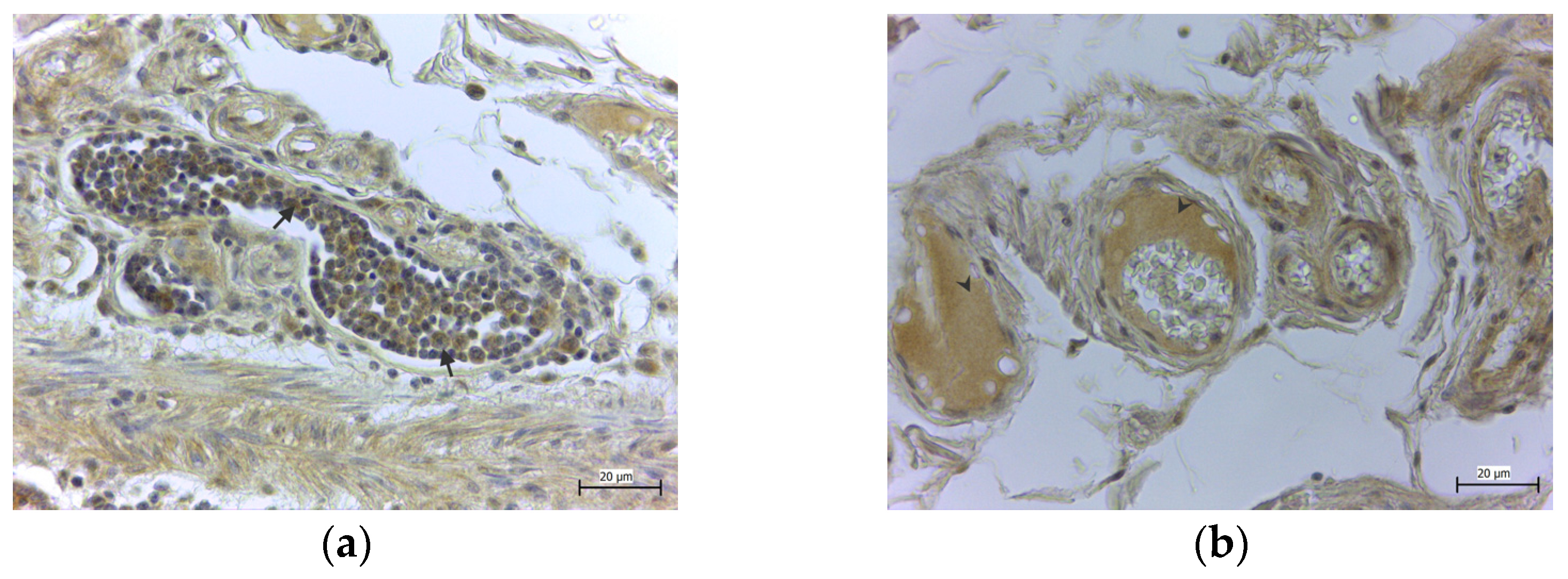 Medicina 58 00298 g002 550