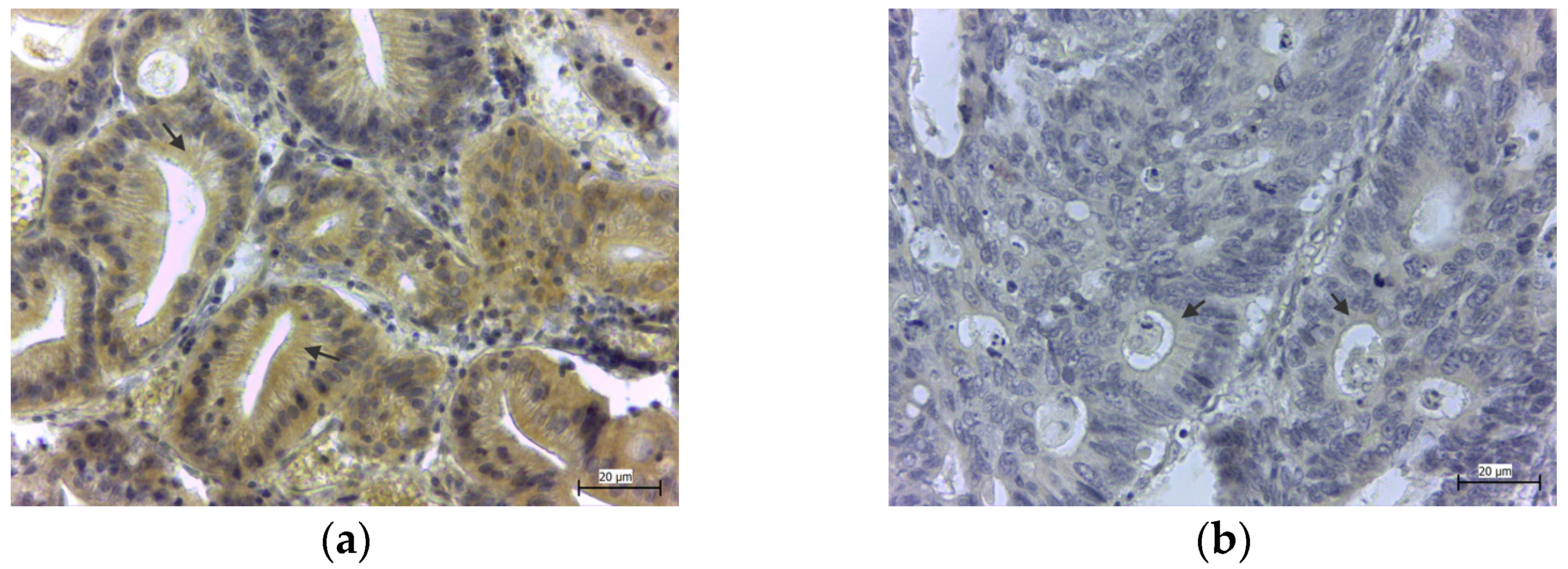 Medicina 58 00298 g004 550