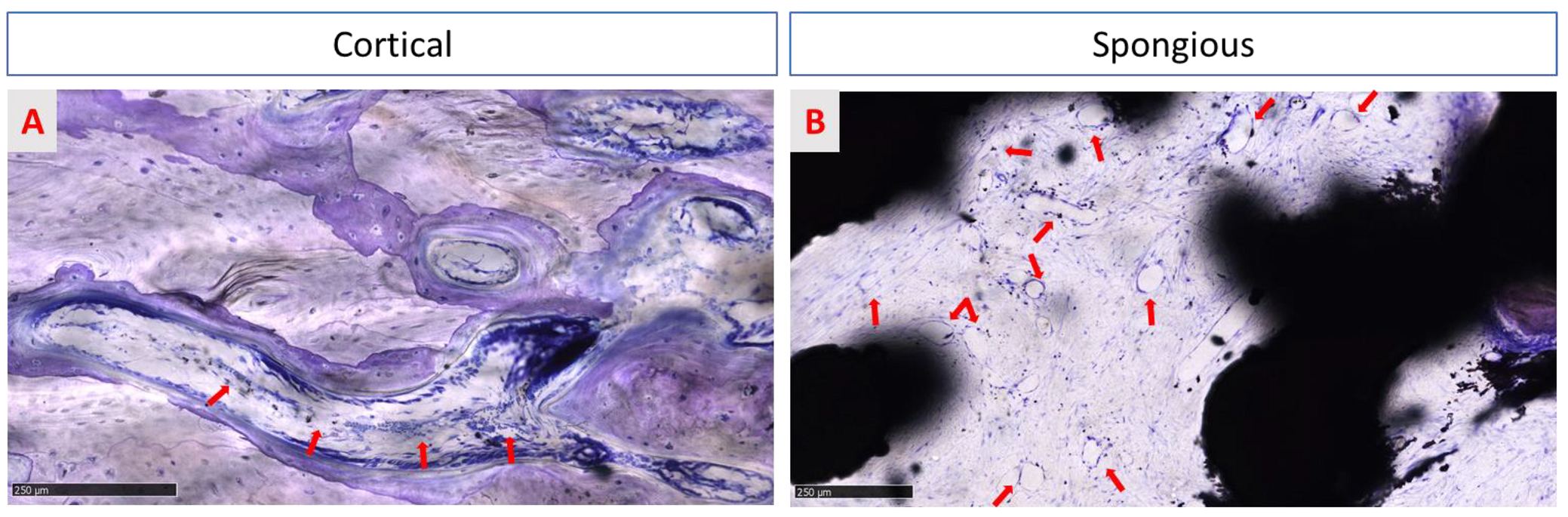 Medicina 58 00315 g011 550
