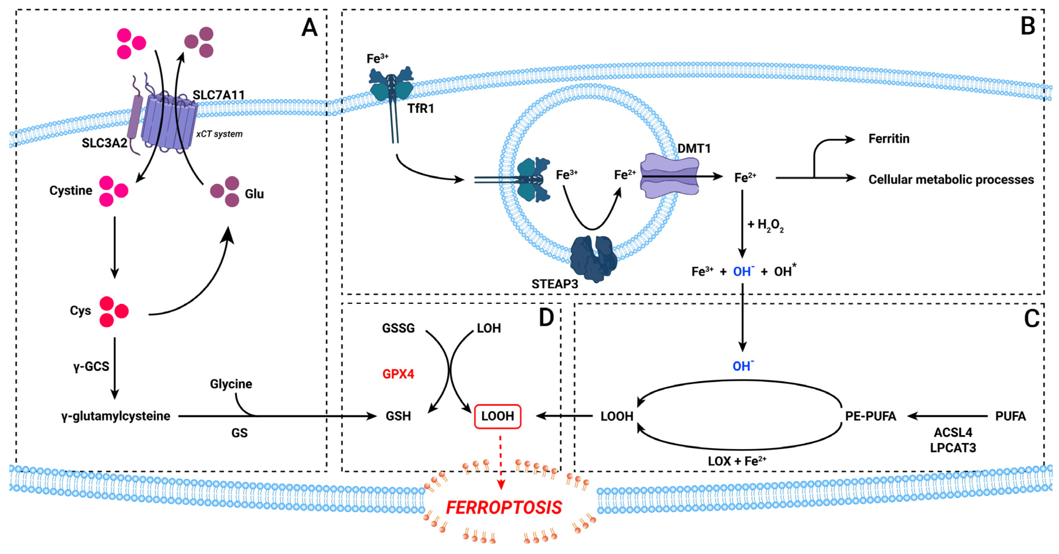 Medicina 58 00319 g001 Medicina 58 00319 g001