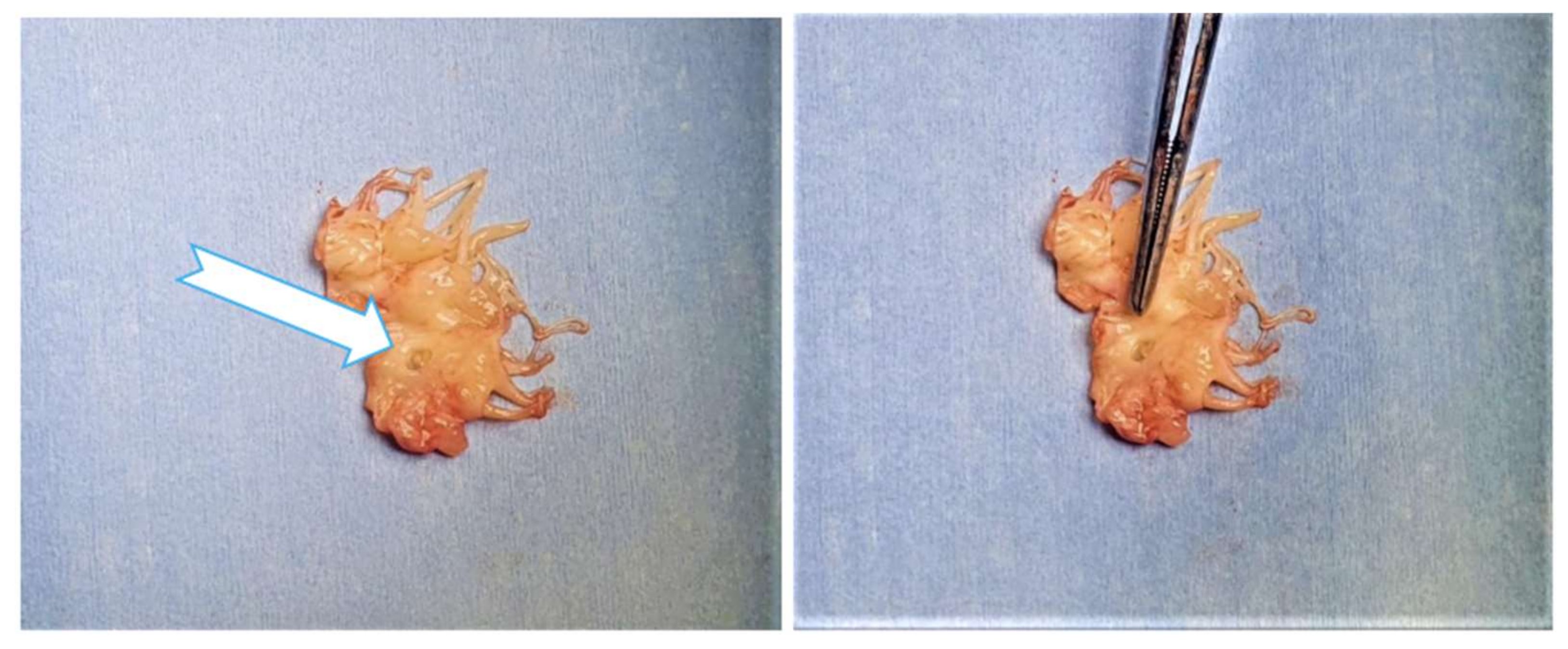 Medicina 58 00464 g009