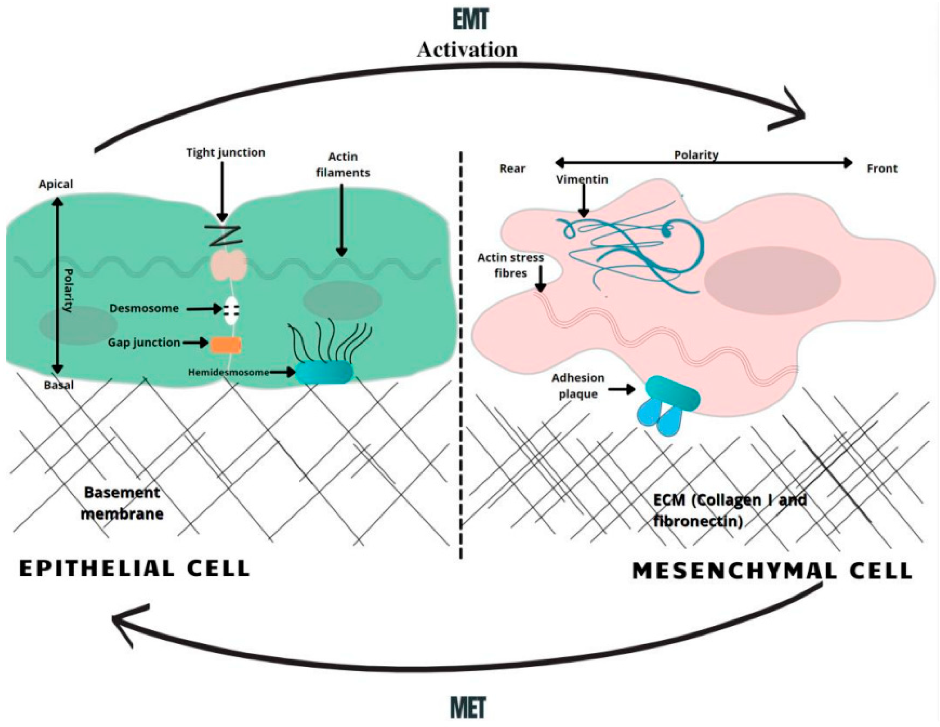 Medicina 58 00467 g001