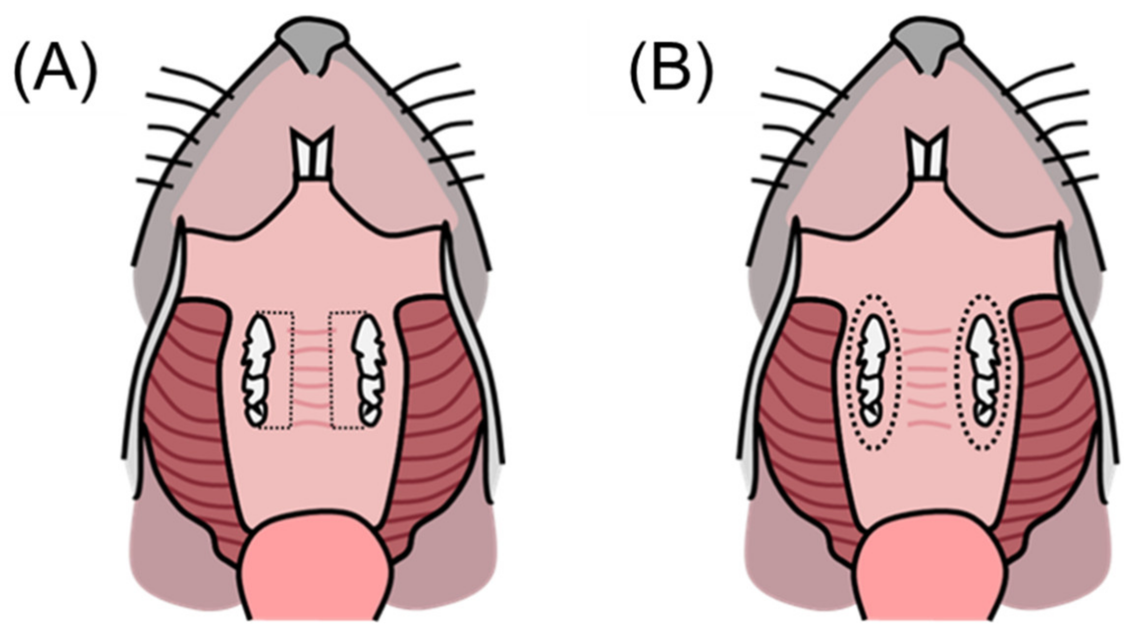Medicina 58 00506 g002