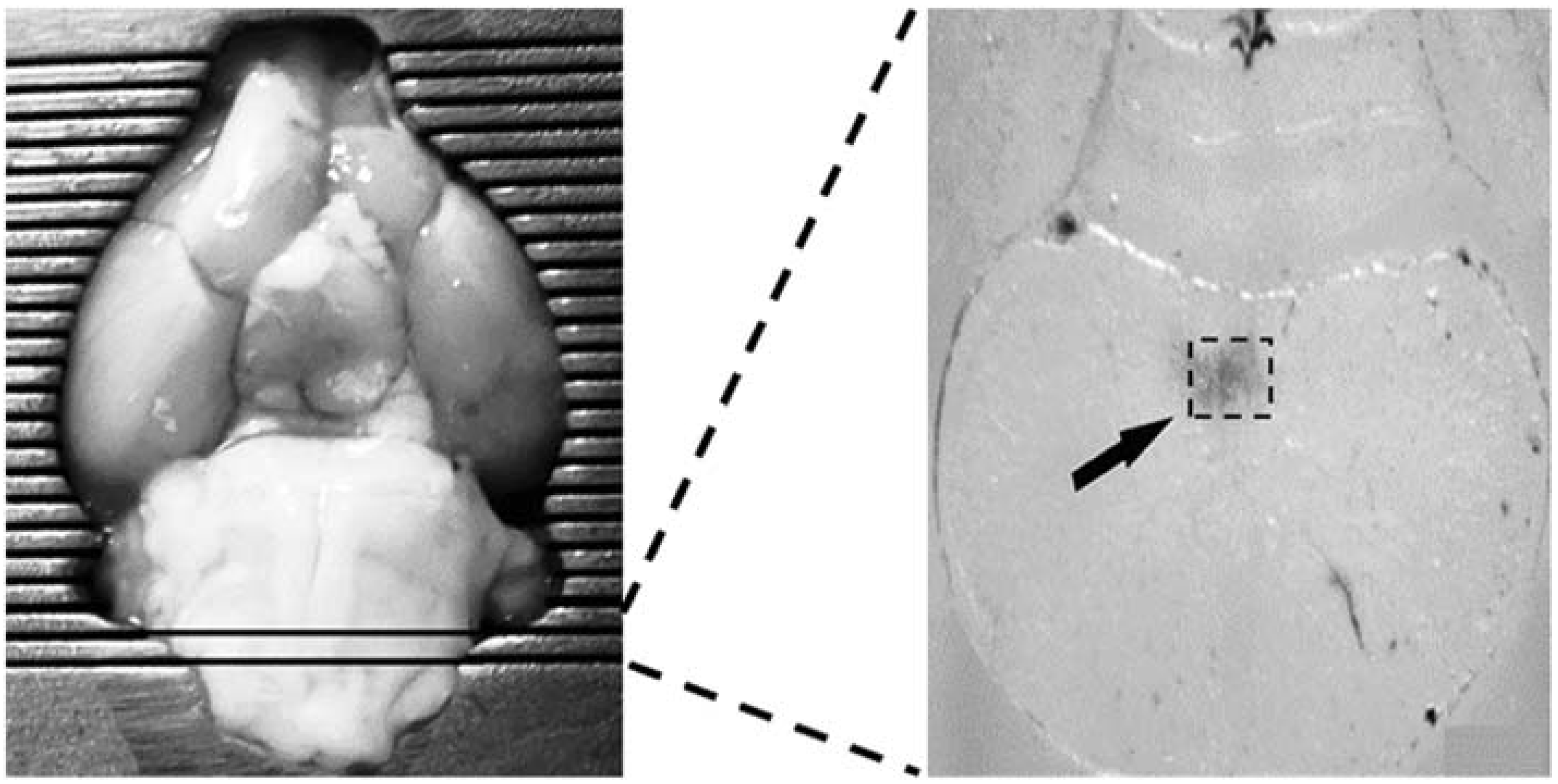 Medicina 58 00550 g002