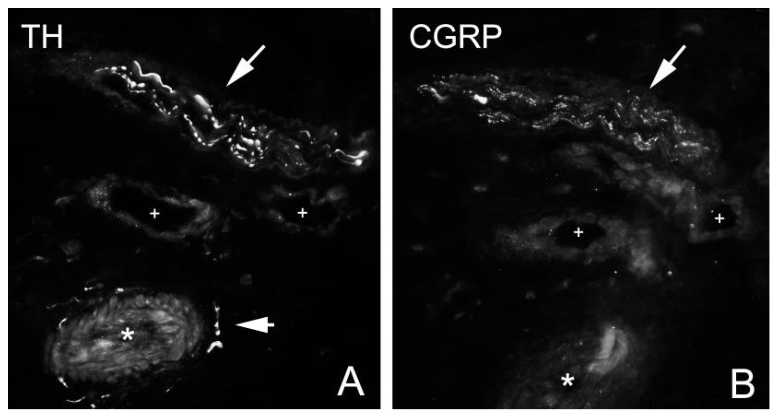 Medicina 58 00601 g005