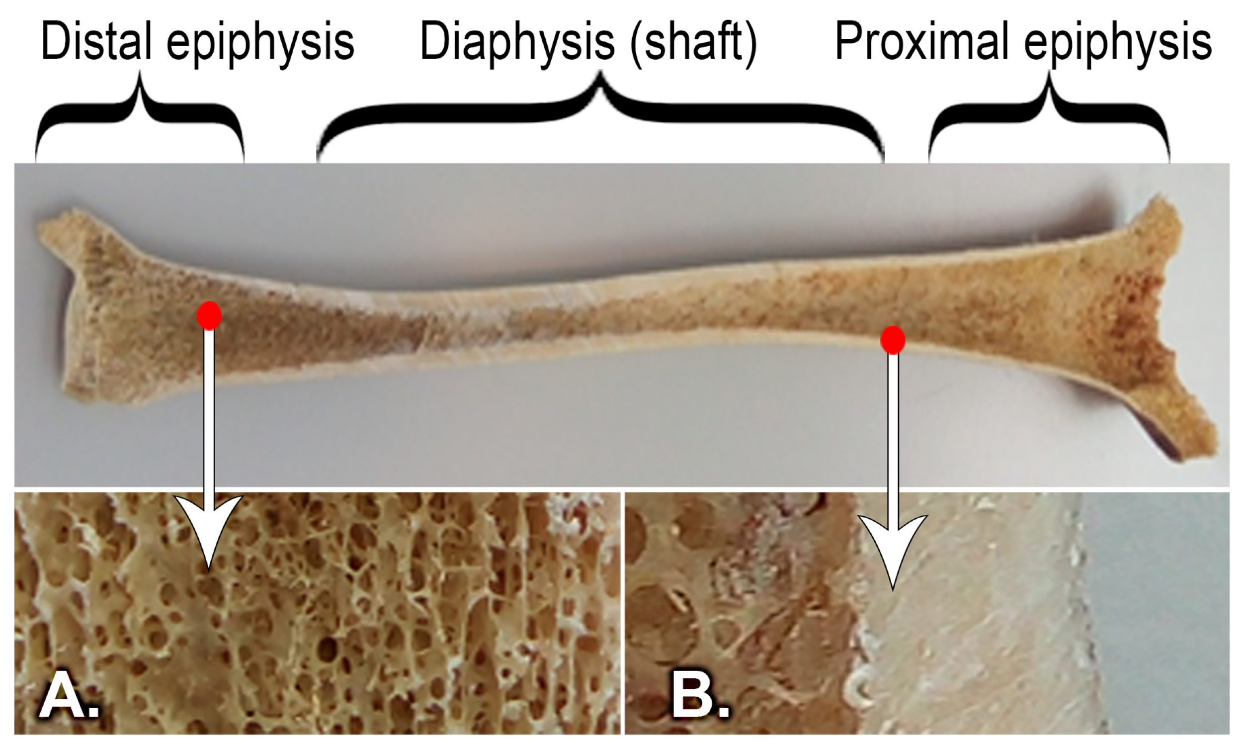 Medicina 58 00634 g003