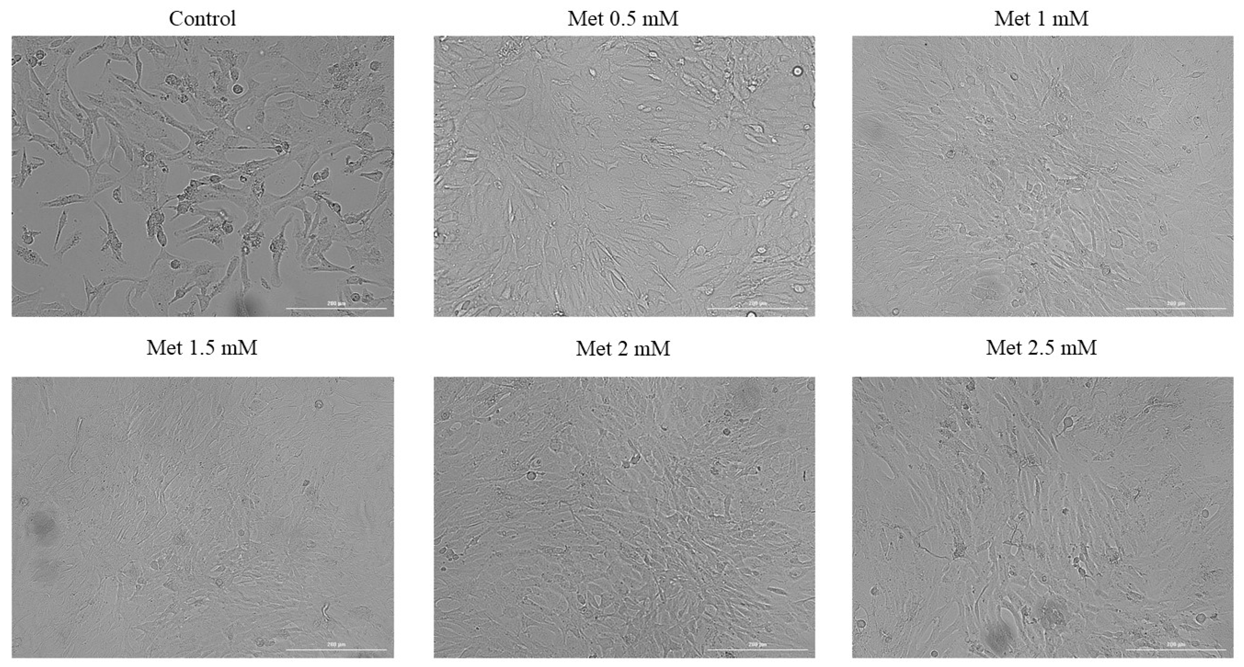 Medicina 58 00705 g004 Medicina 58 00705 g004