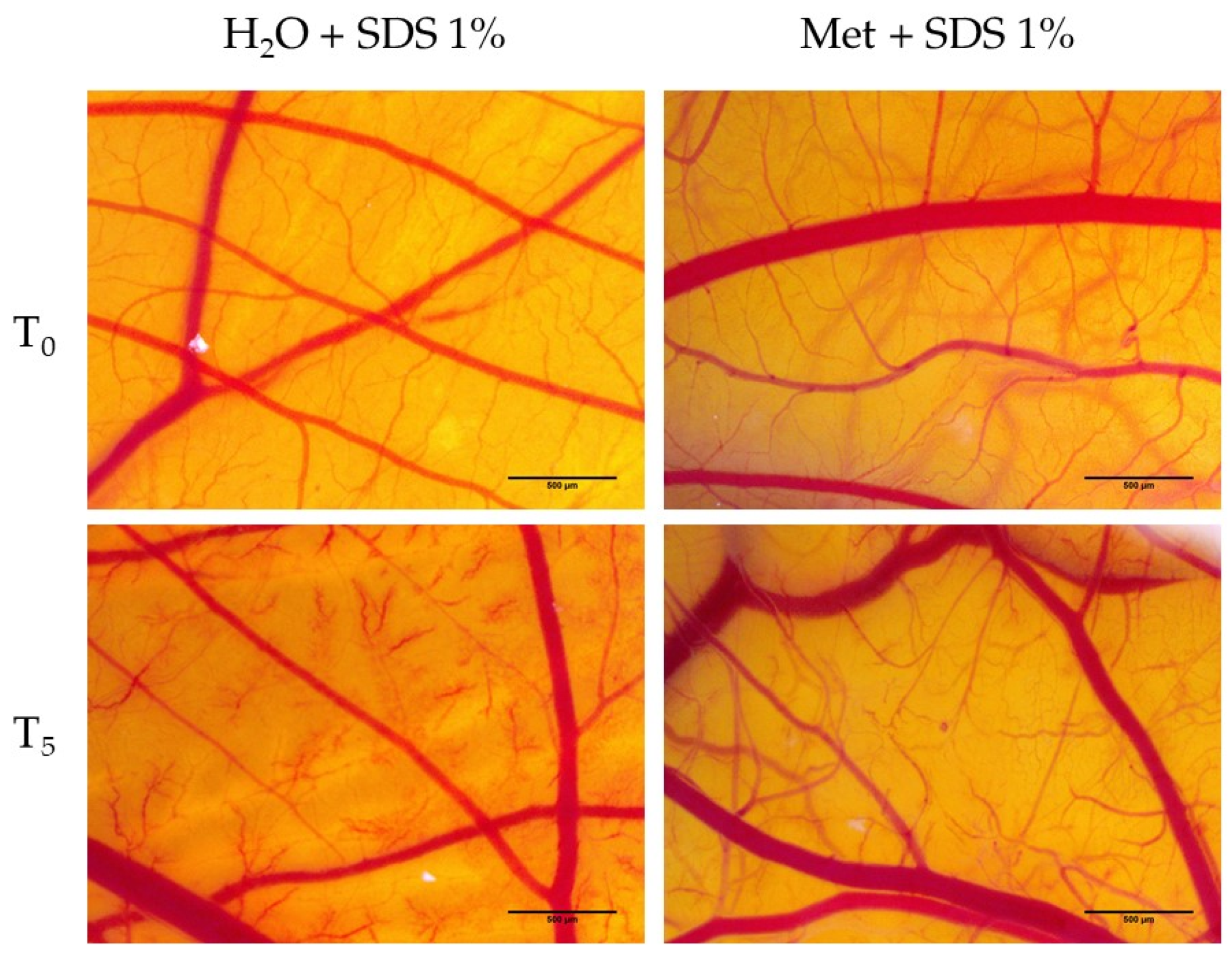 Medicina 58 00705 g009 Medicina 58 00705 g009
