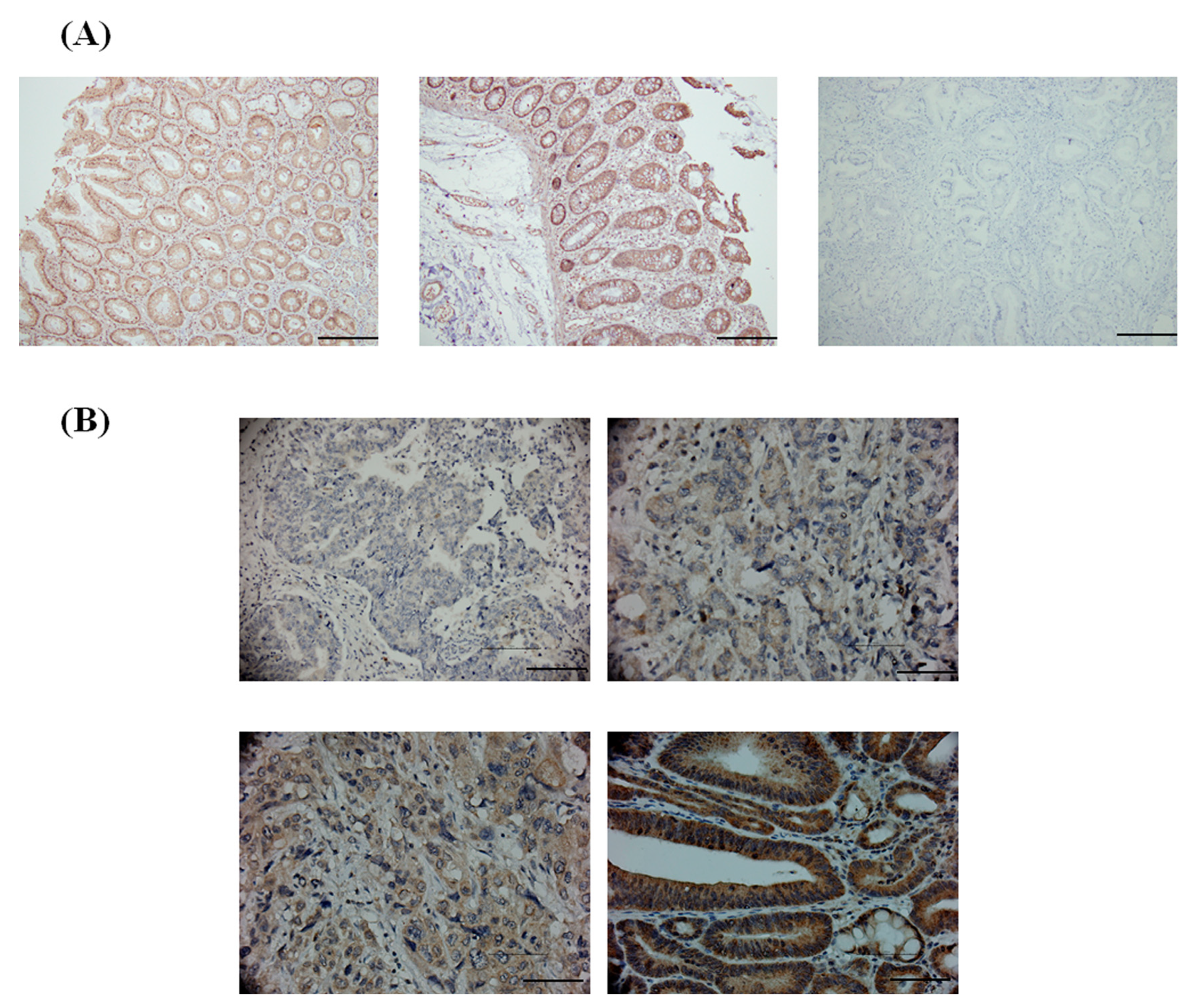 Medicina 58 00711 g001