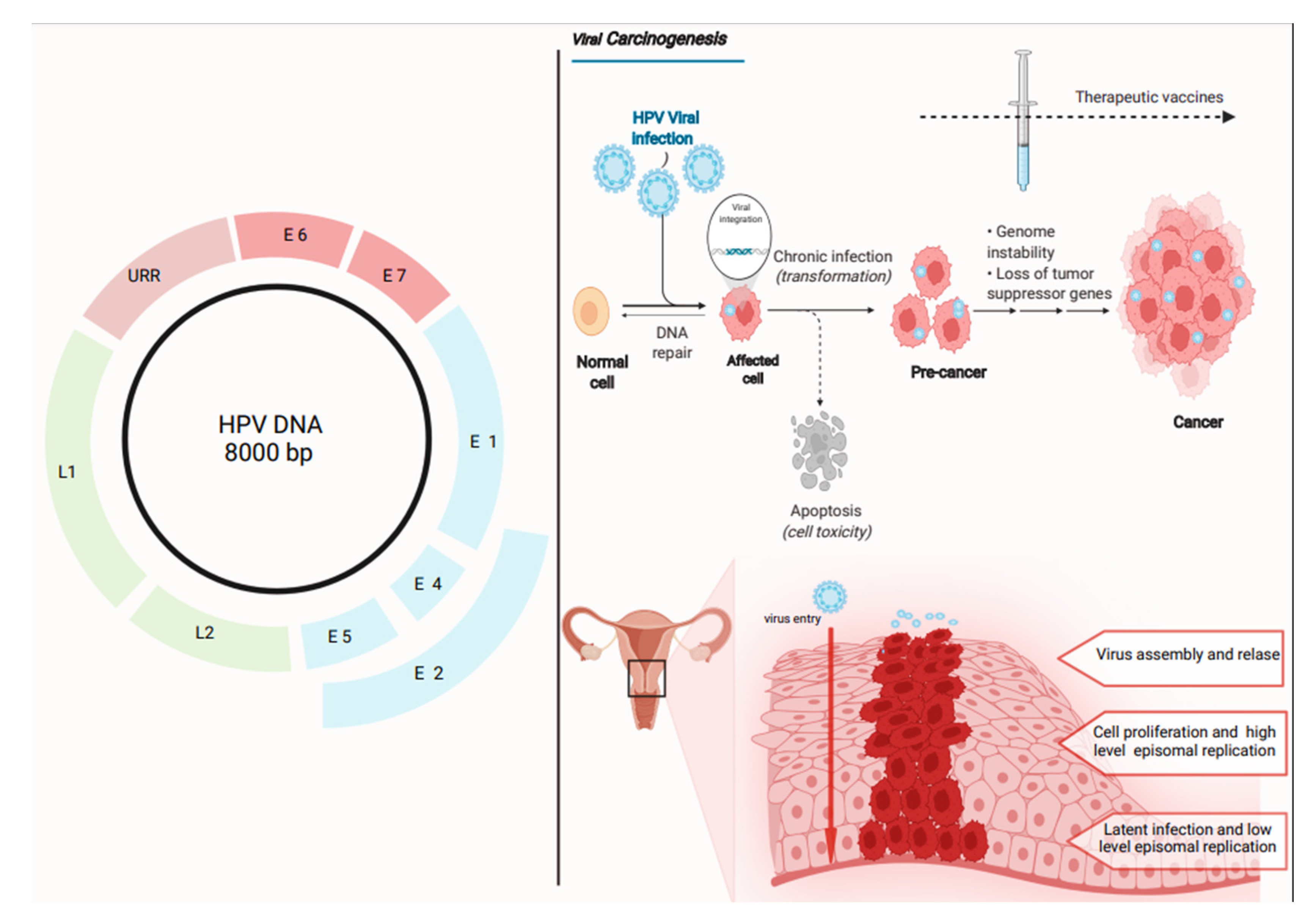Medicina Free FullText New Perspectives in Therapeutic Vaccines
