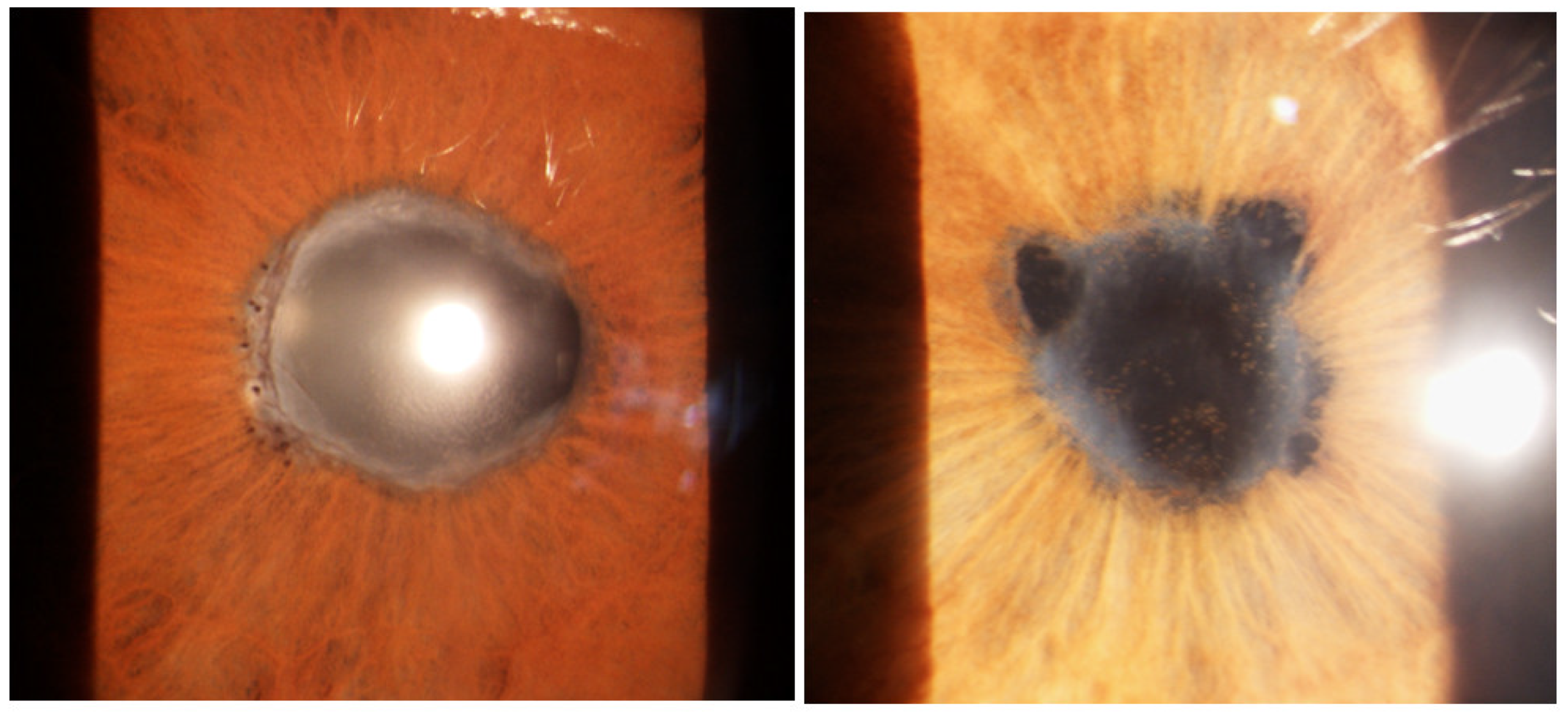 Medicina 58 00898 g005 Medicina 58 00898 g005