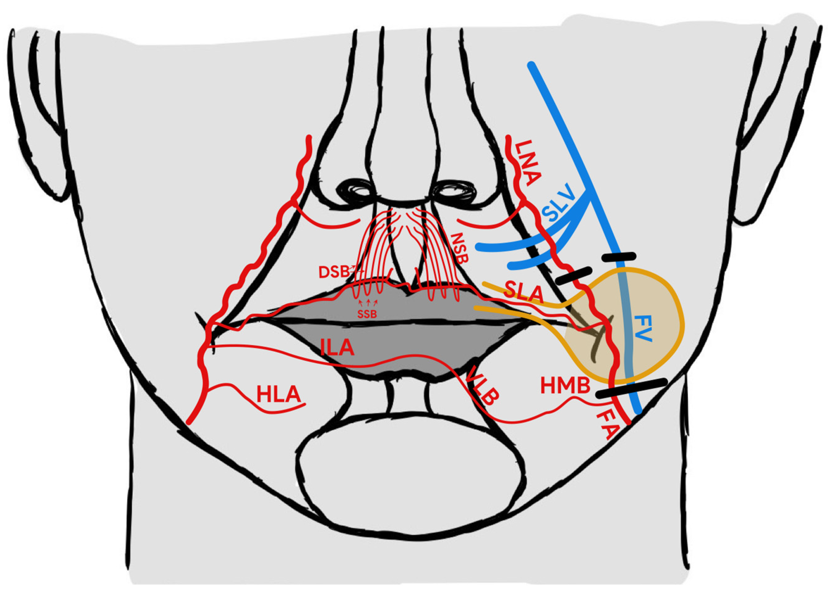 Medicina 58 01012 g001