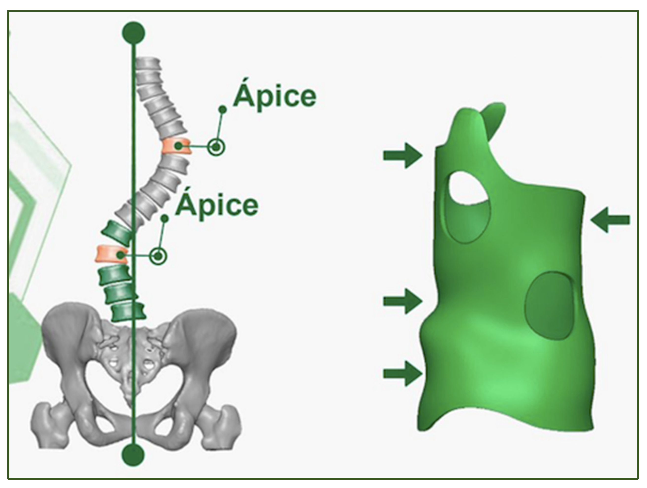 Medicina 58 01024 g002