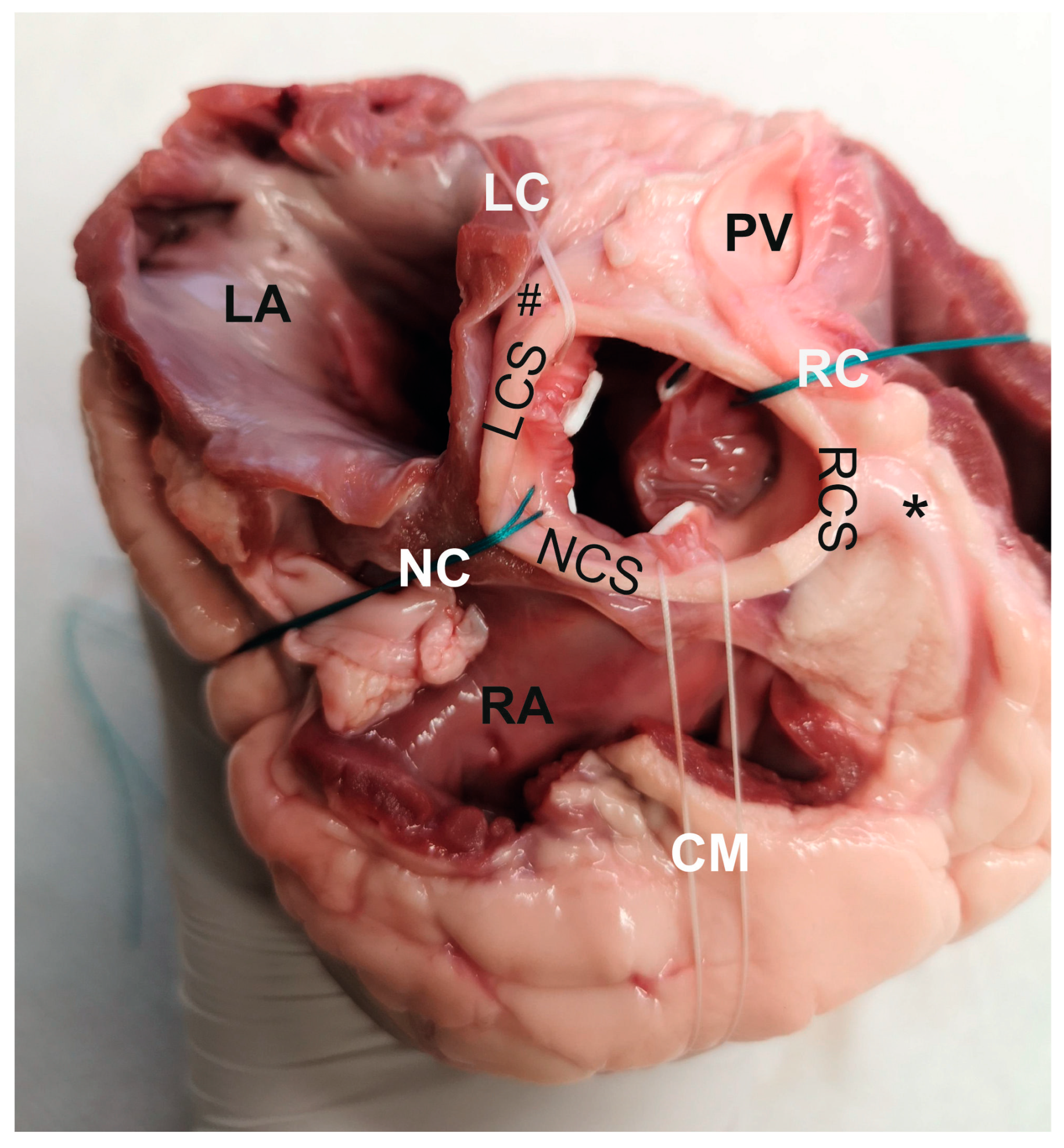 Medicina 58 01055 g001 550