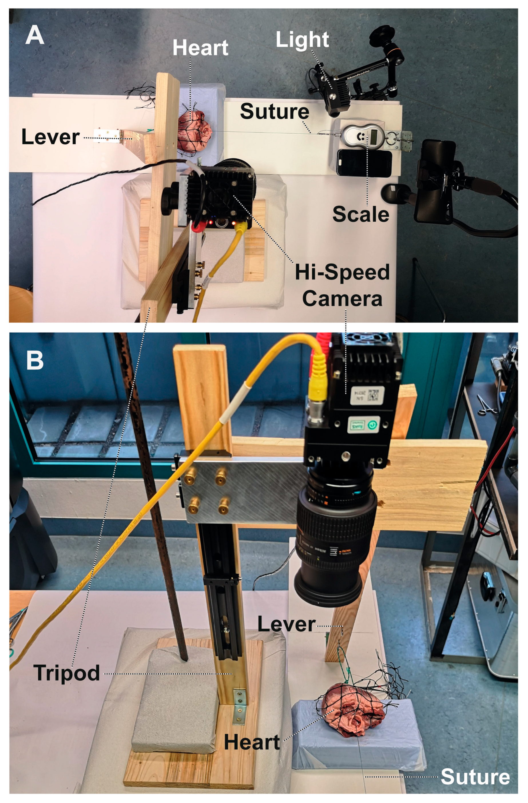 Medicina 58 01055 g002 550